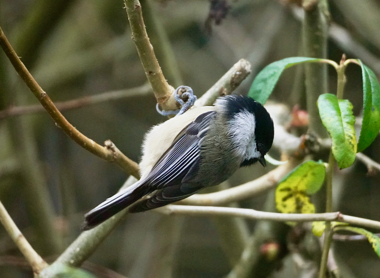 2ndExercise Chickadee.jpg