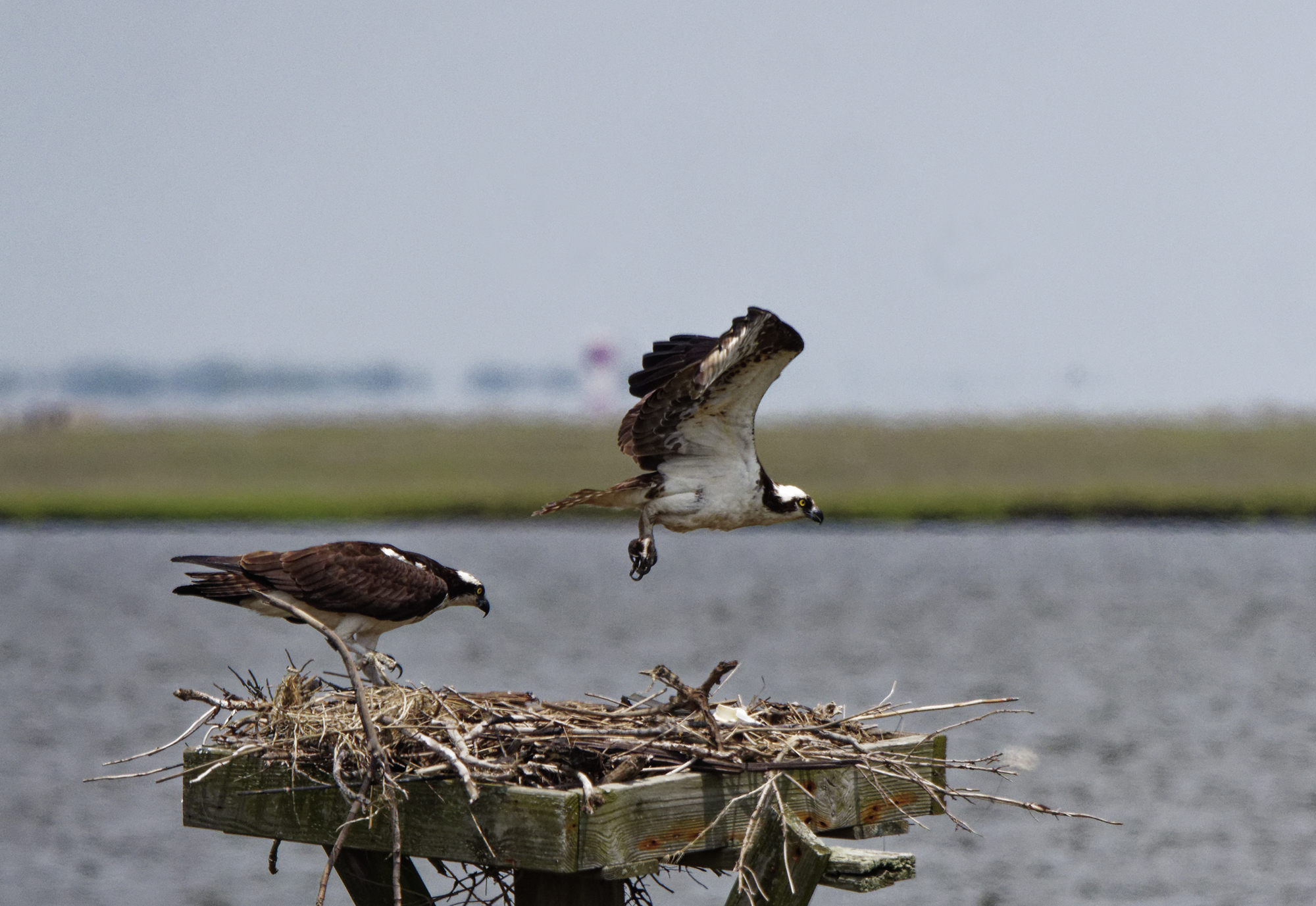 2ospreys22k.jpg