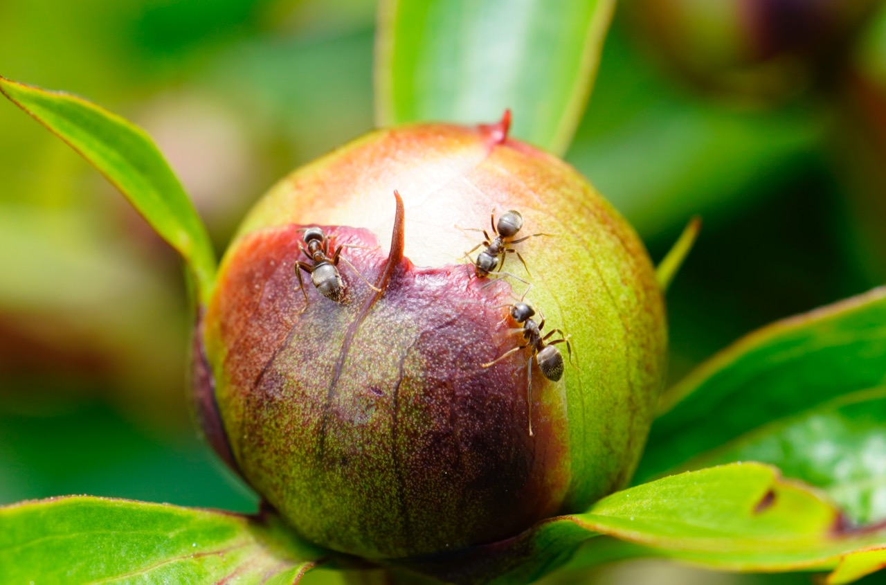 3 Ants on peony.jpg