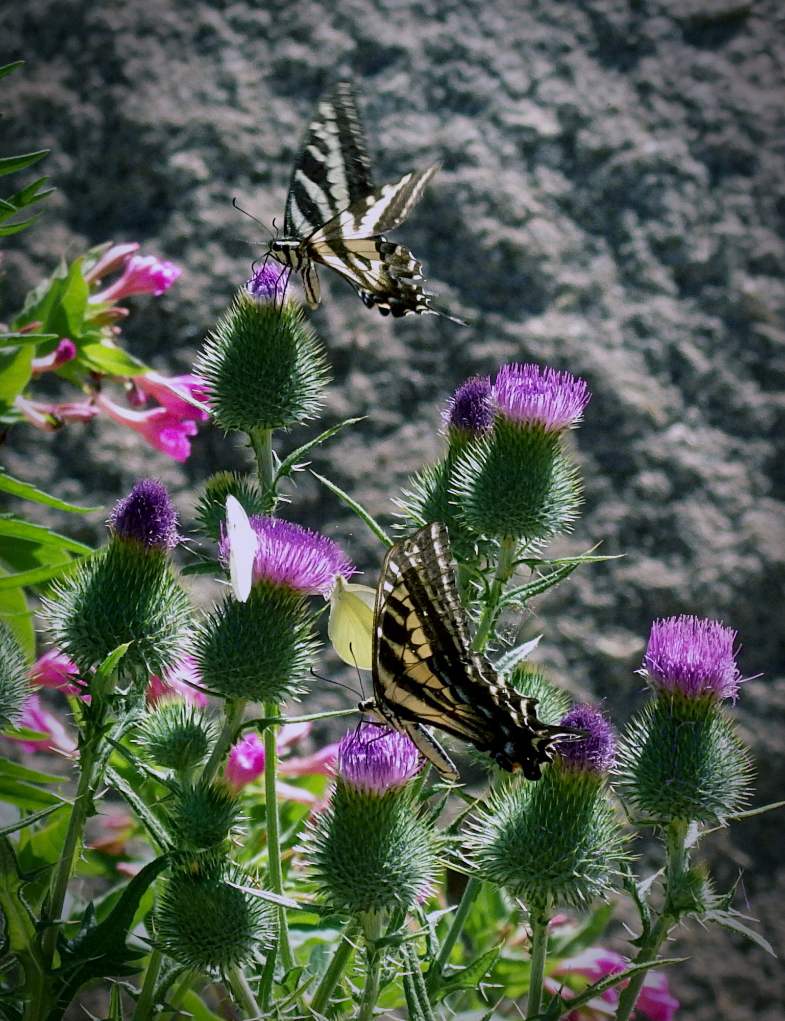 3 butterfly on thistle sz-16 7.2.22x.jpg