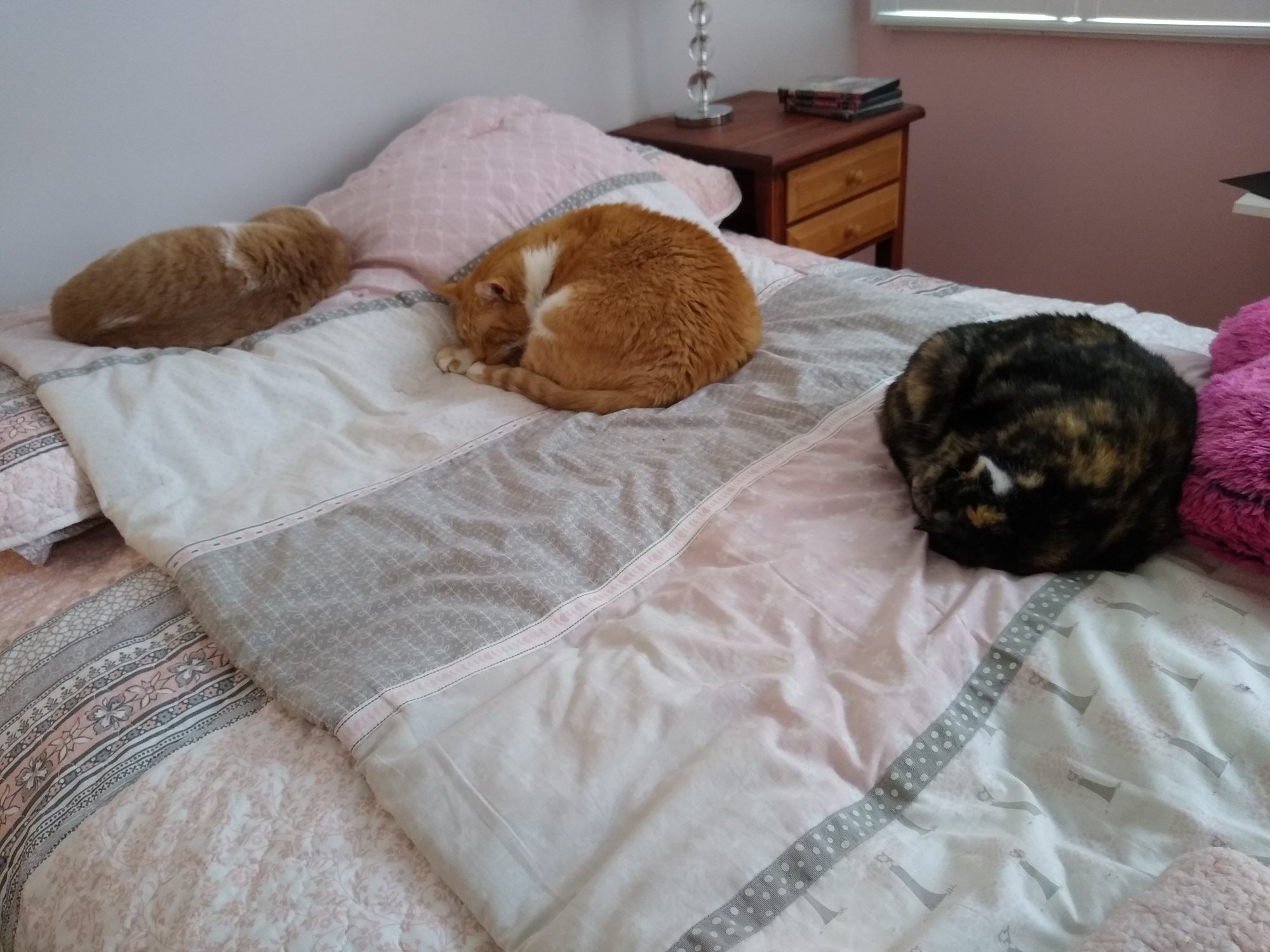 3 cats on futon.jpg