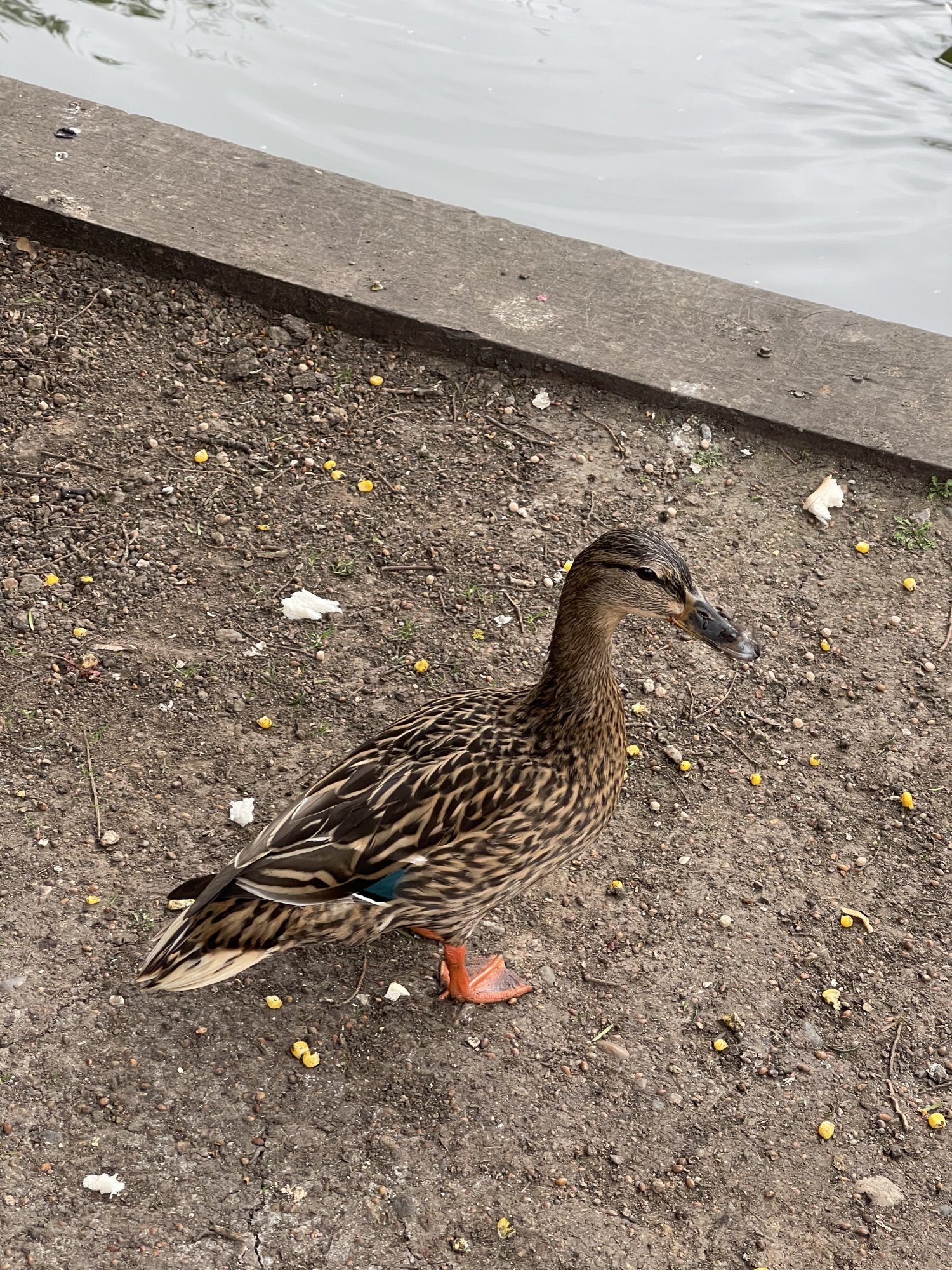 39D57BB7-A283-49E4-BA74-8E9C2861E7C1.jpeg