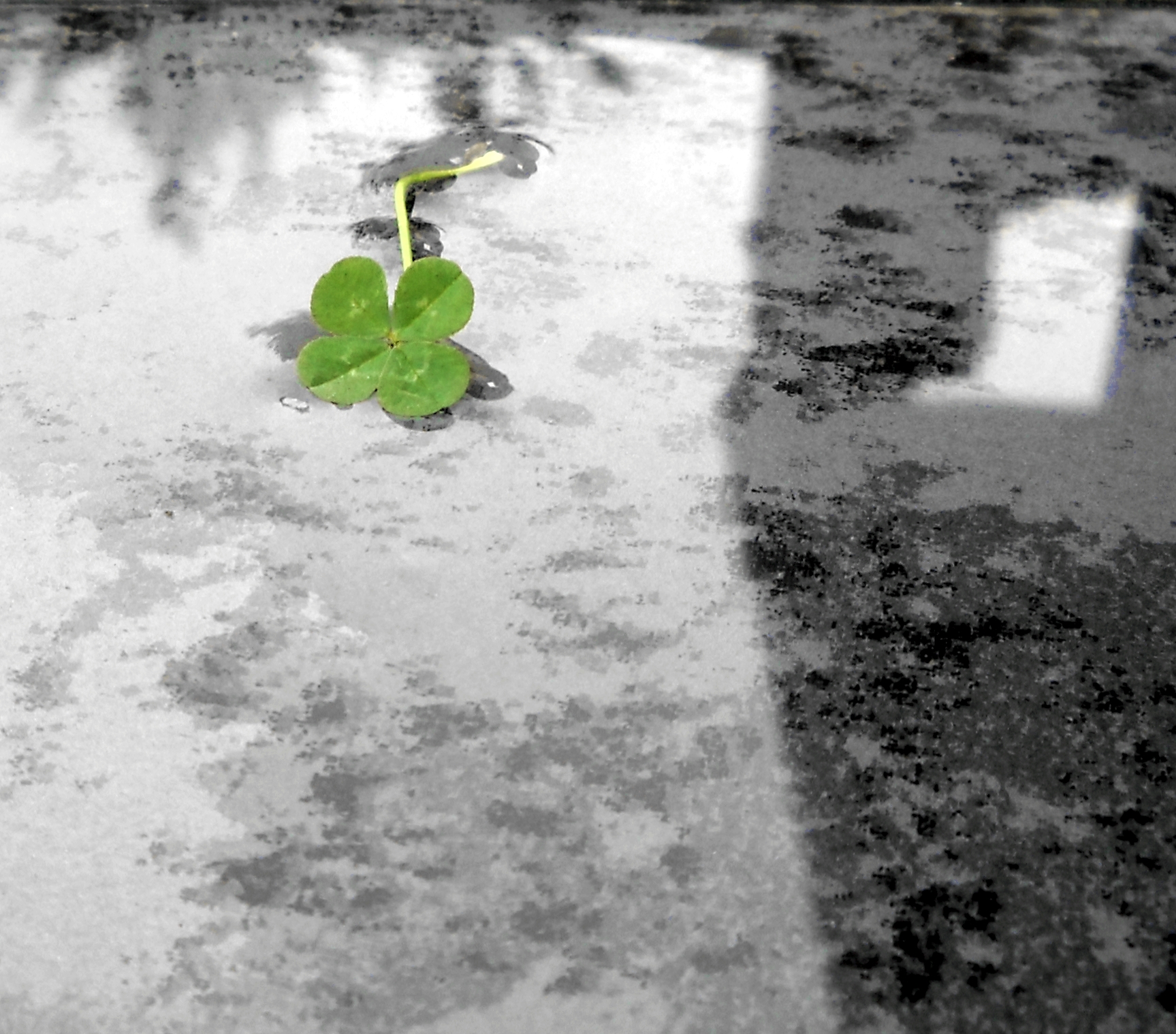 4-Leaf Clover # 309 of the year w.jpg