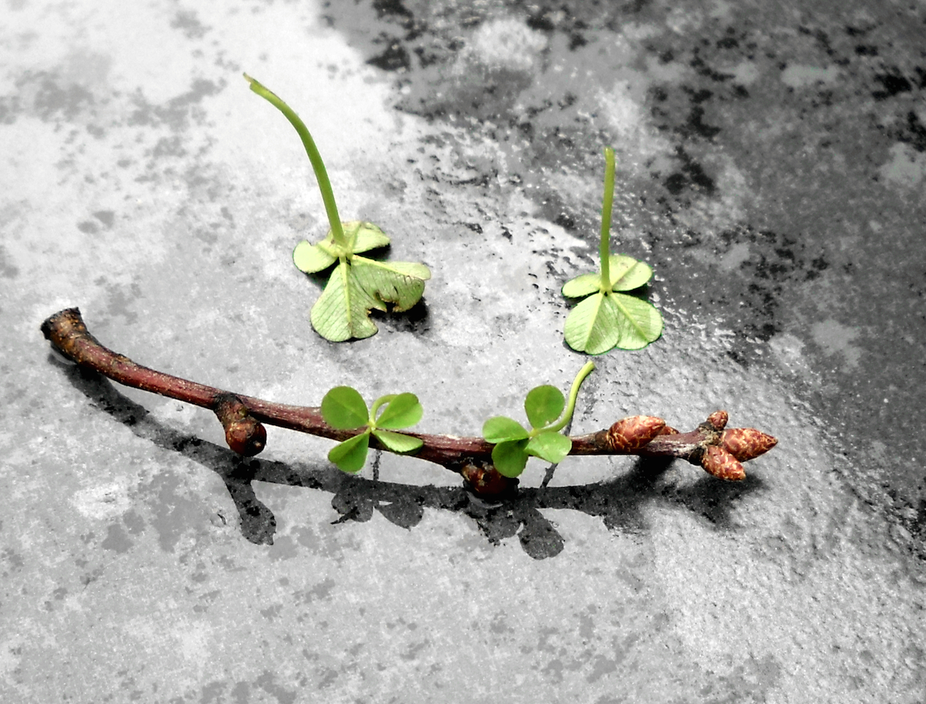 4-Leaf Clovers 310-313 of 2015 BW BG 2.jpg