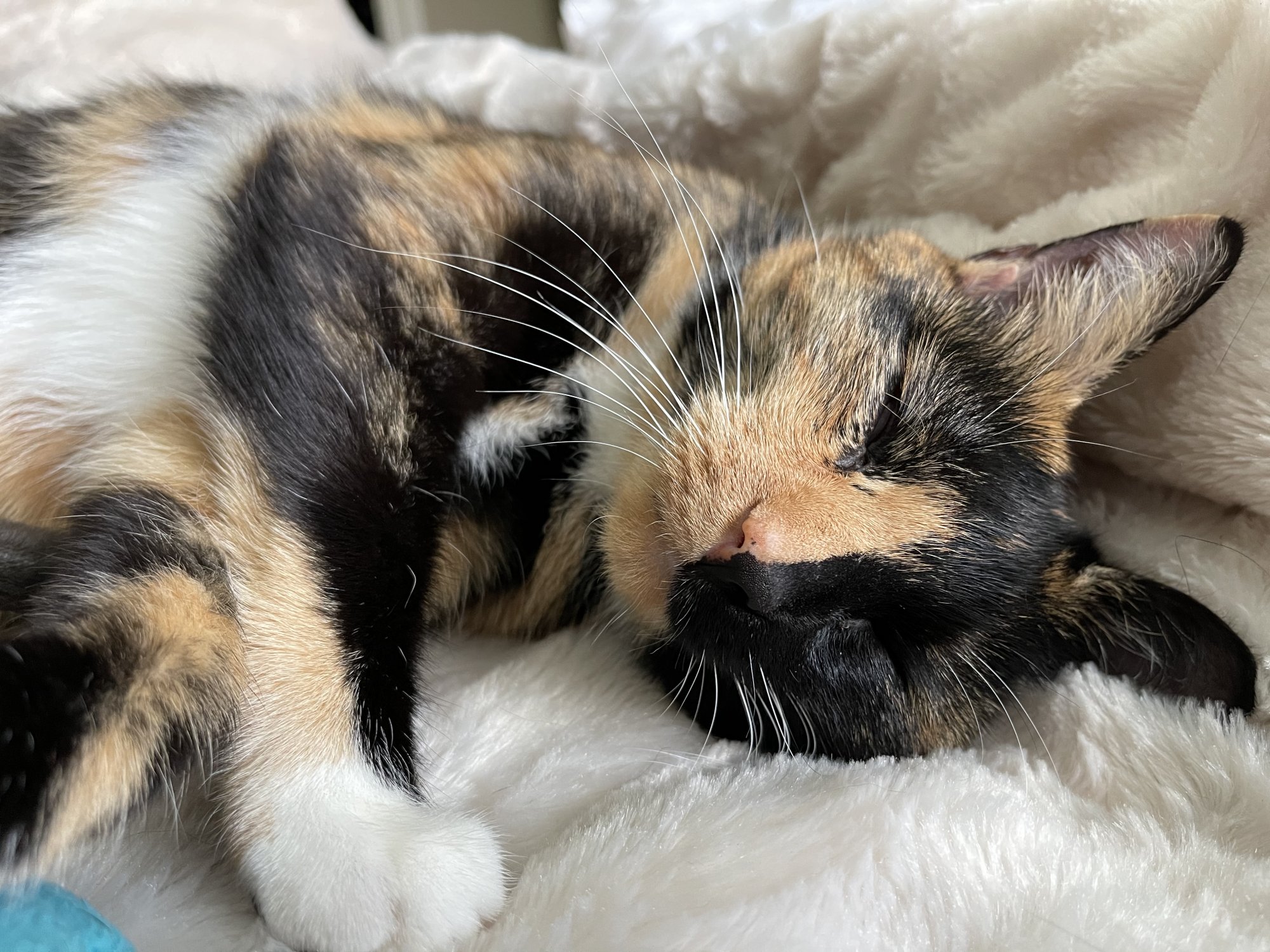 40790379-F26B-46EE-B1D2-874747CAC003.jpeg