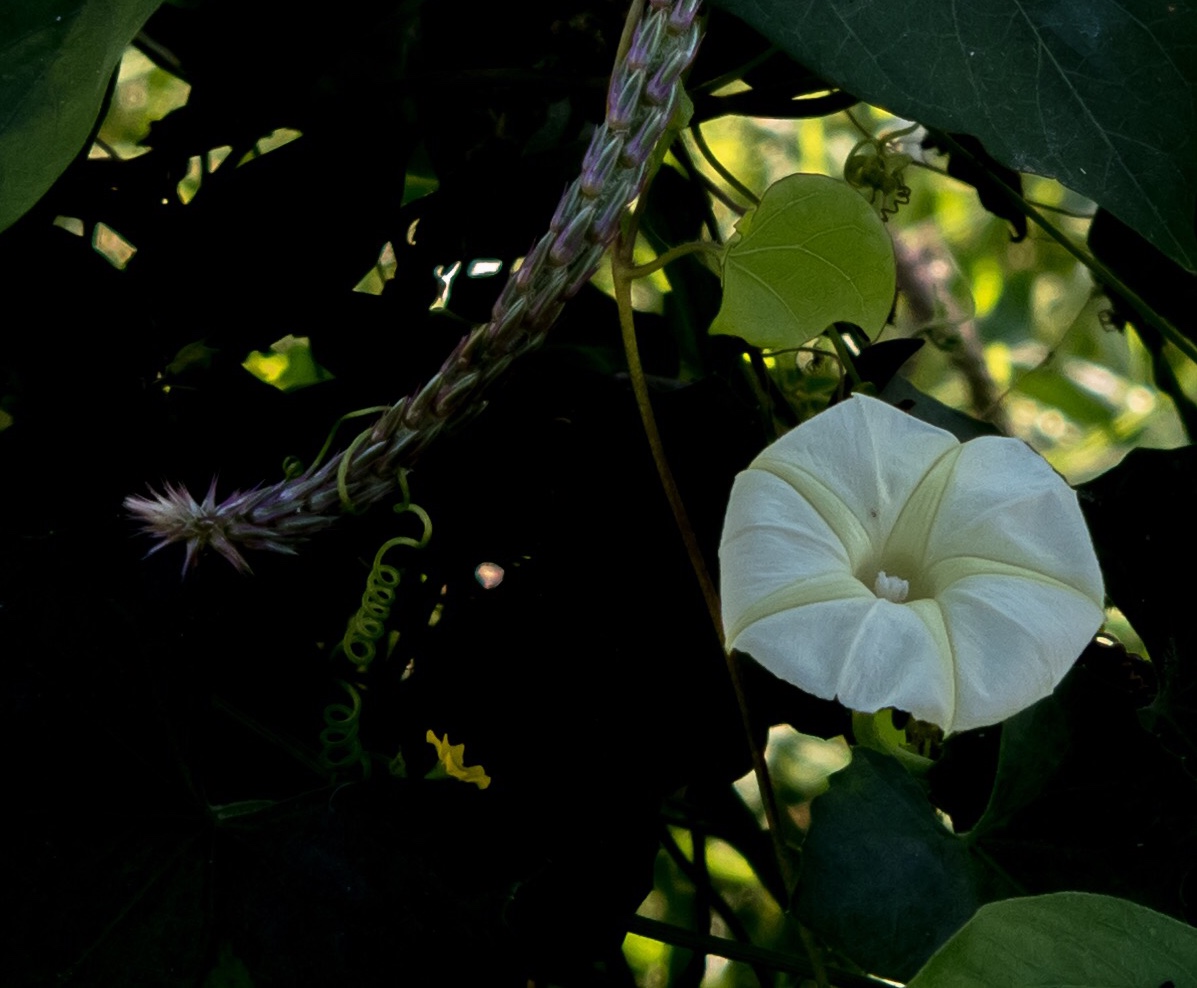 552D771D-06F2-4BB9-A851-3A828F0F8EF4.jpeg