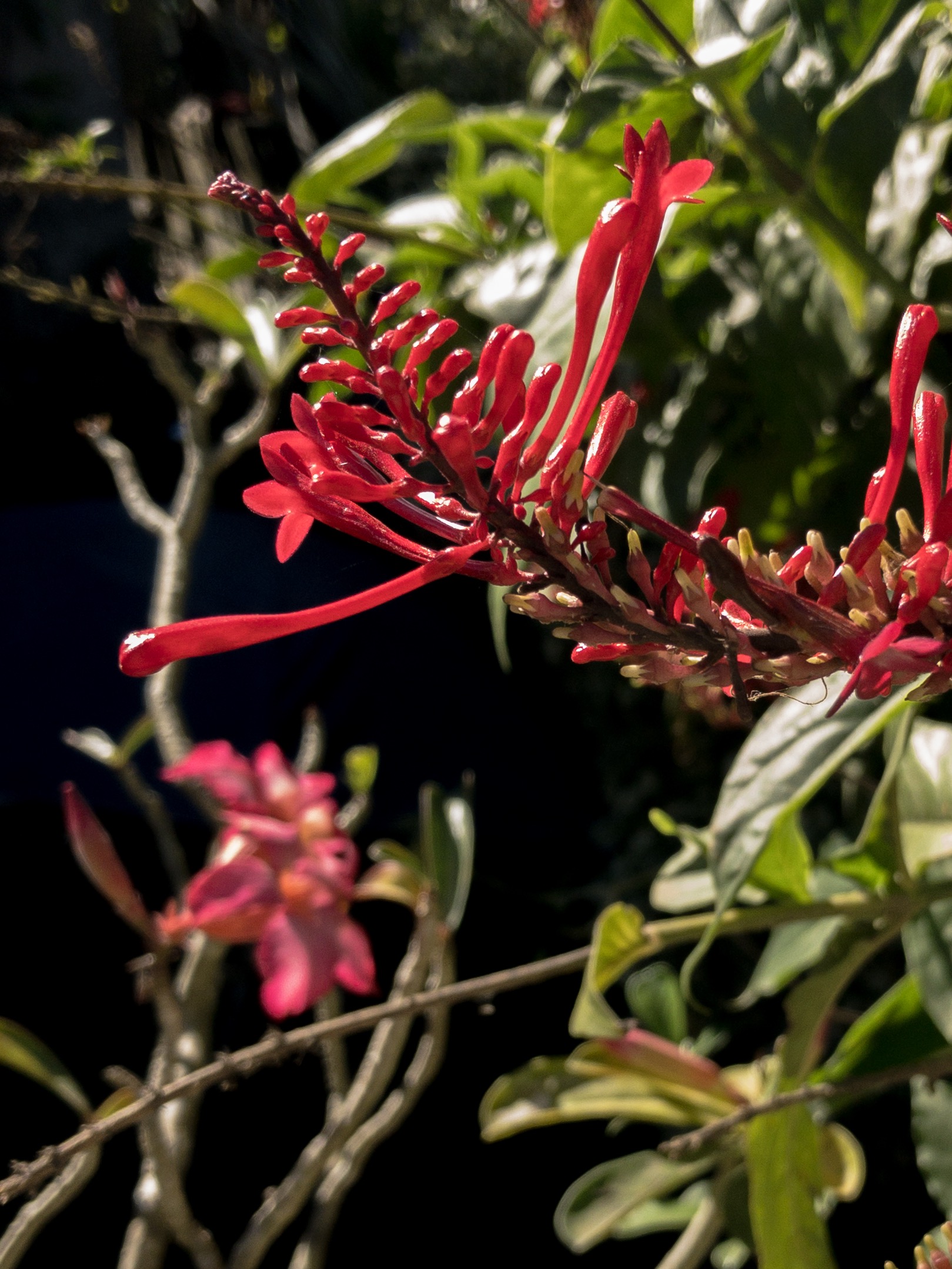 573D0498-F80E-46ED-AE23-614E8FD311F9.jpeg