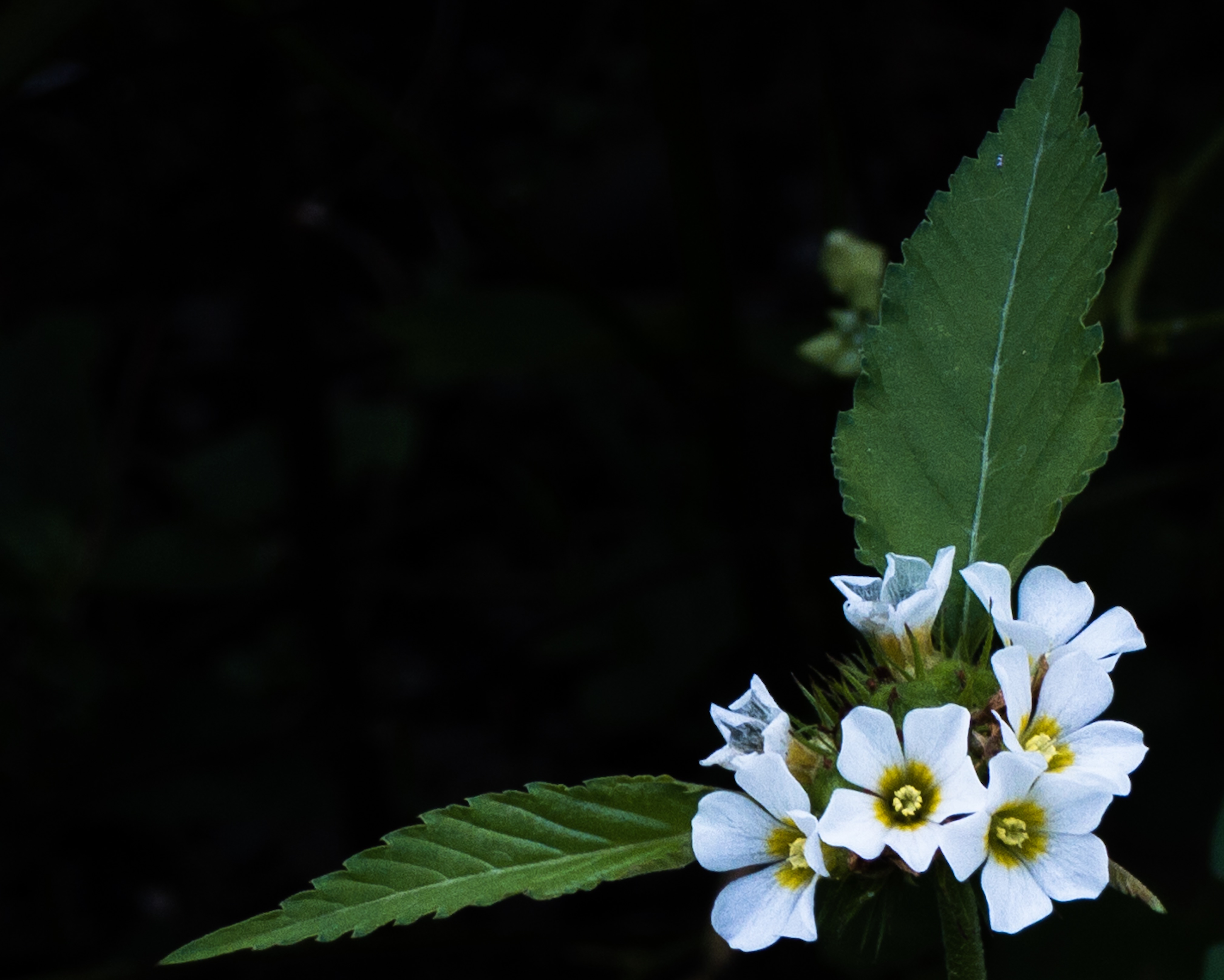 5B0B89F3-CB84-46EF-8380-447EC672F69D.jpeg