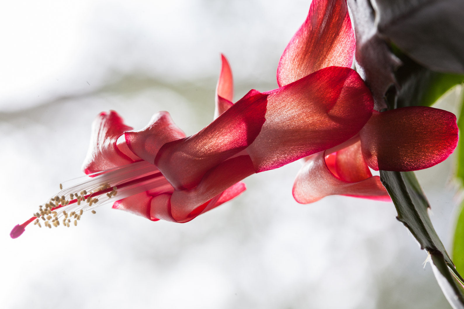 5D_backlit_cactus_flower (1 of 1).jpg