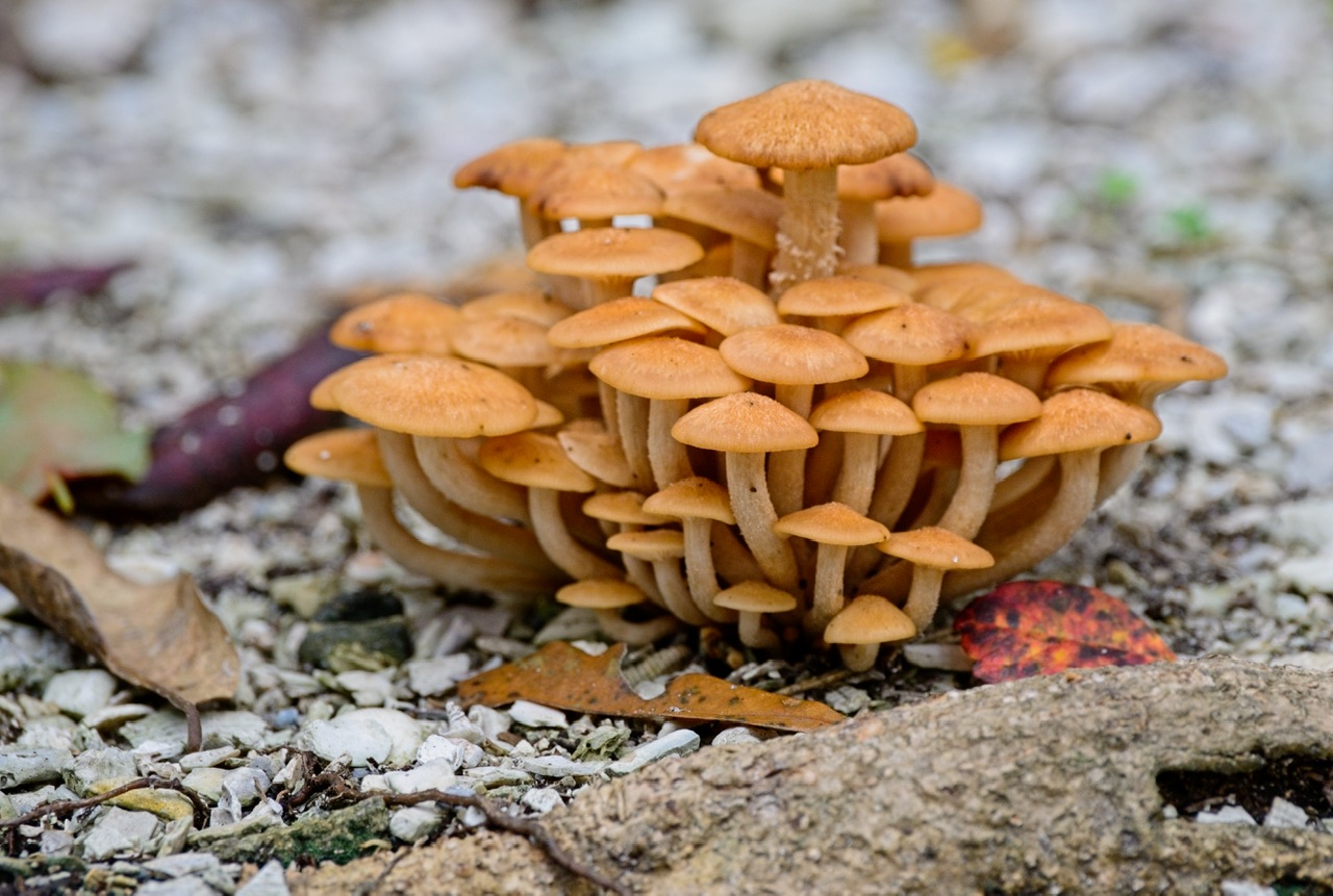 60511D84-561F-4A7F-A3A2-0F077ECCB277.jpeg