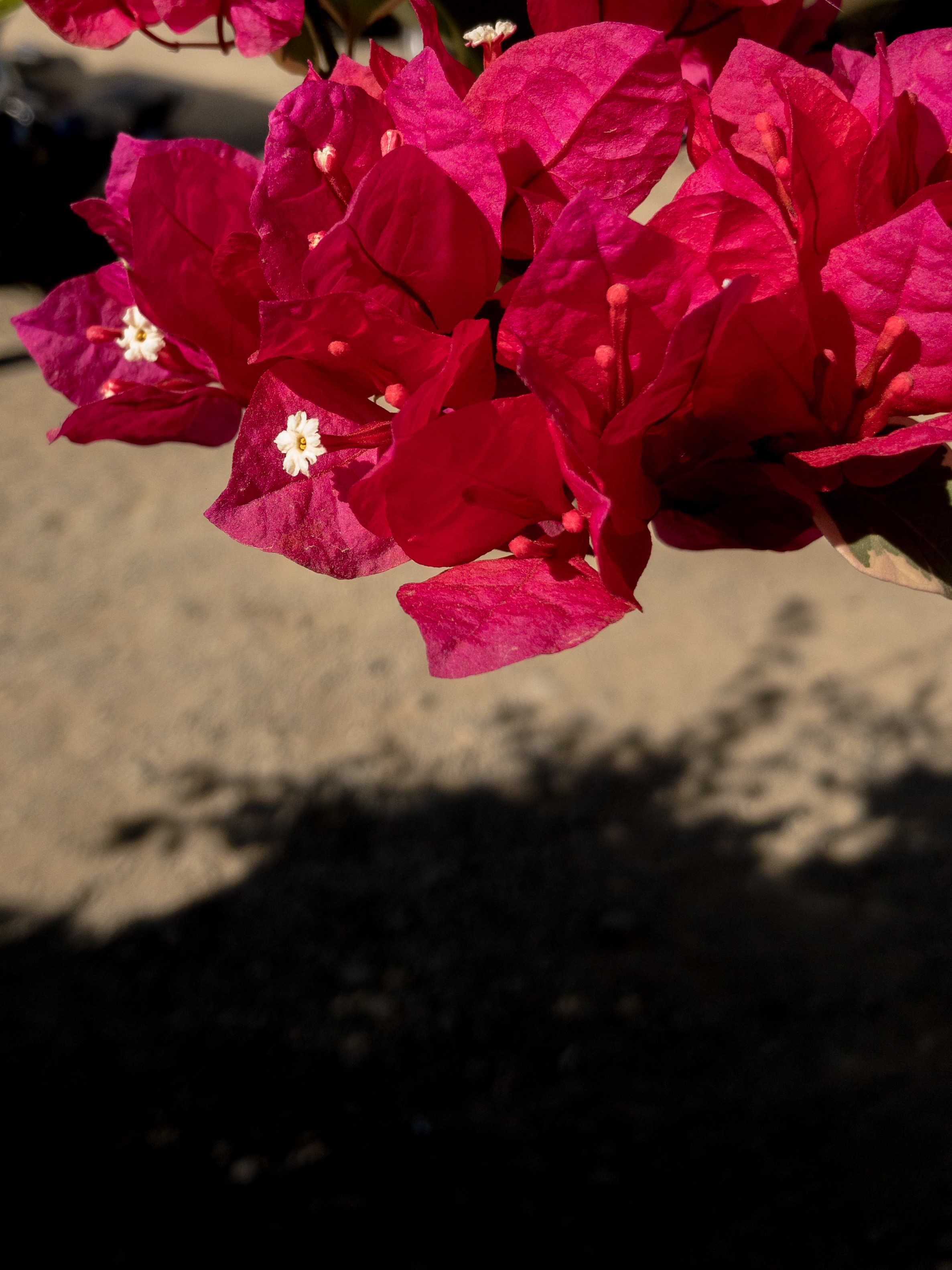 65003FE4-CC16-4EF1-A35A-B387130532AE.jpeg