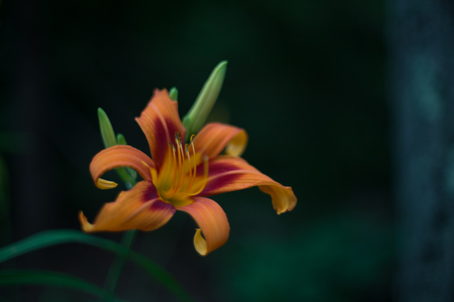 6D_day_lilly_takumar_50mm (1 of 1).jpg