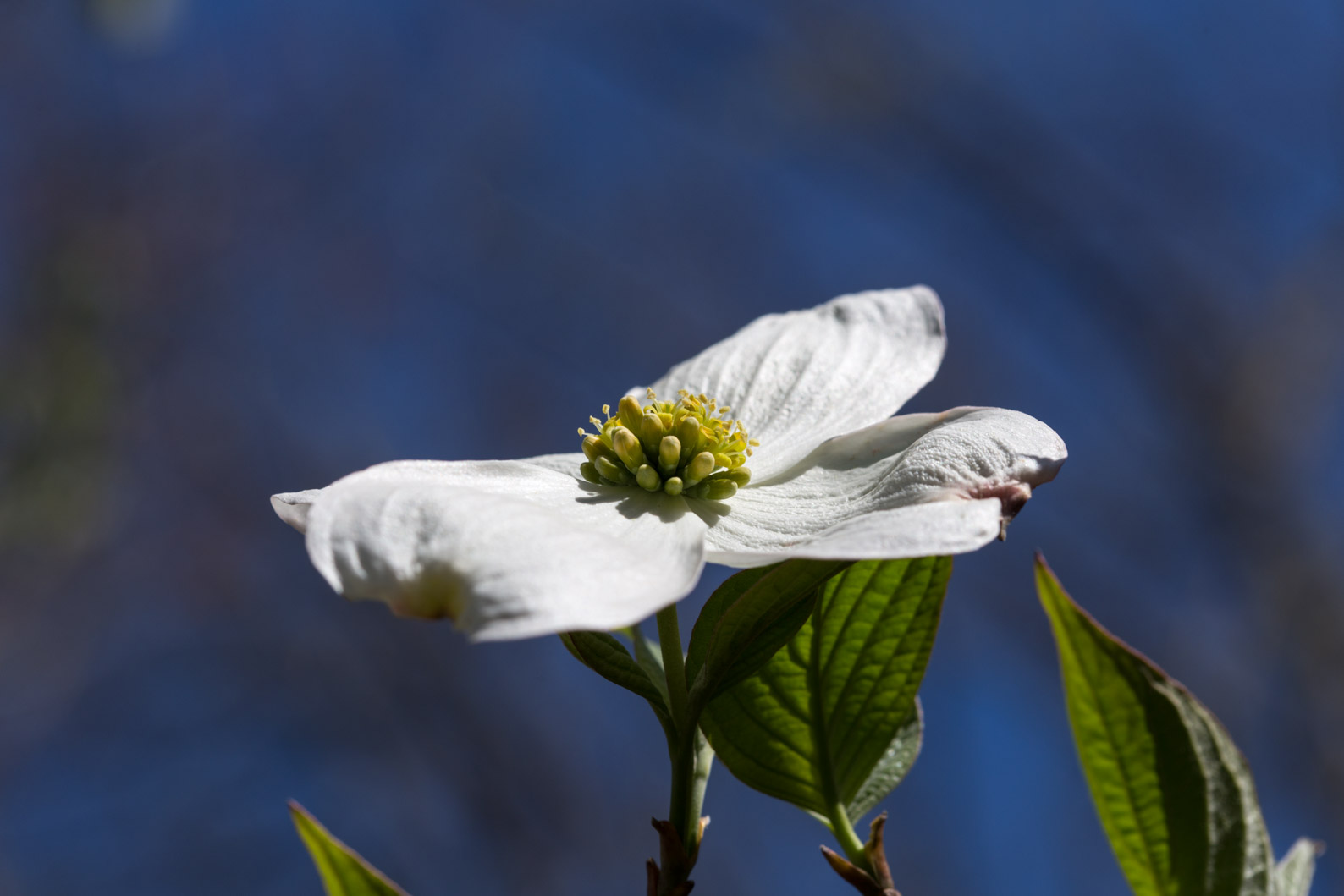 6D_dogwood_flower_2 (1 of 1).jpg