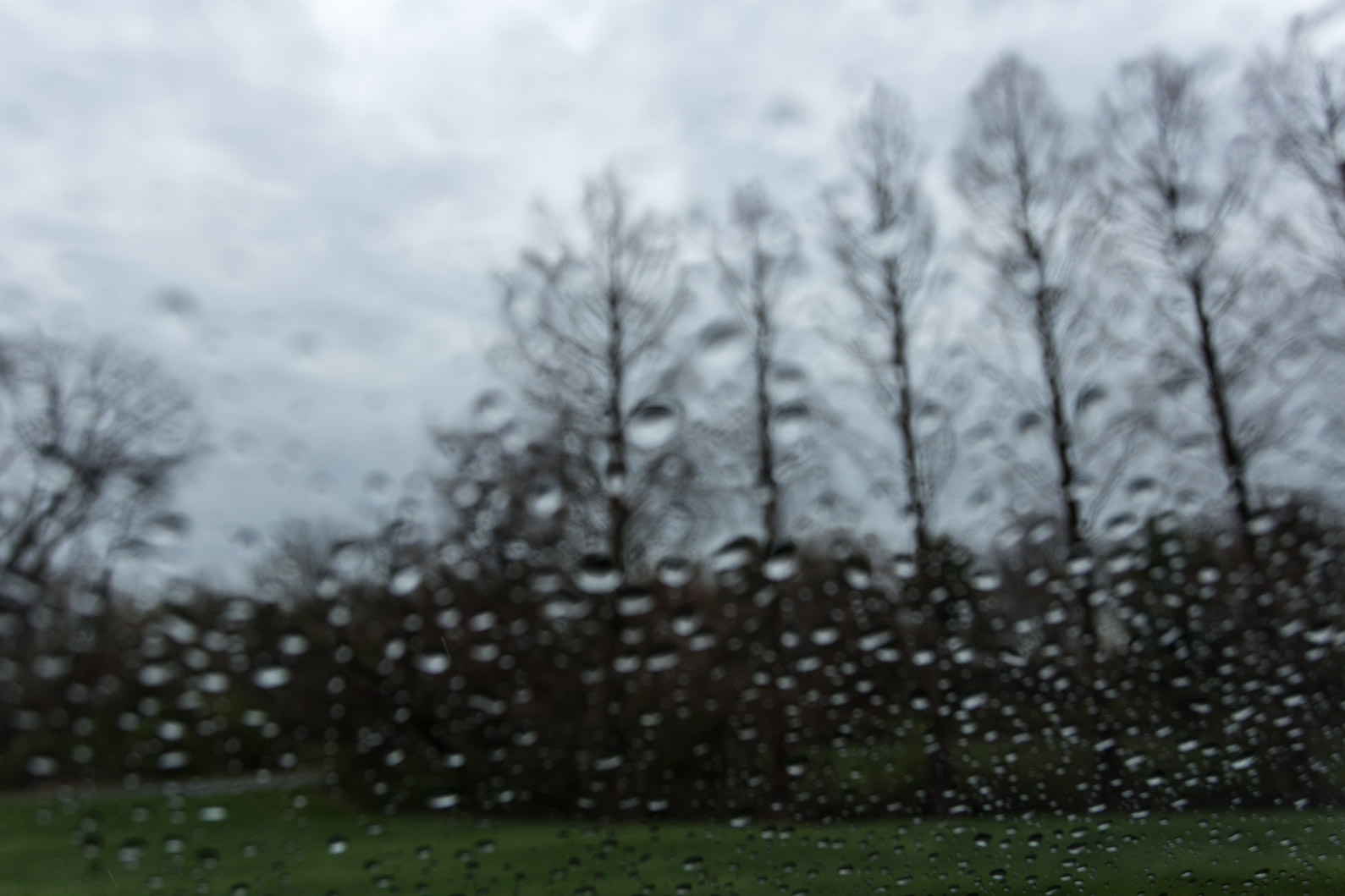 6D_trees_in_rain (1 of 1).jpg