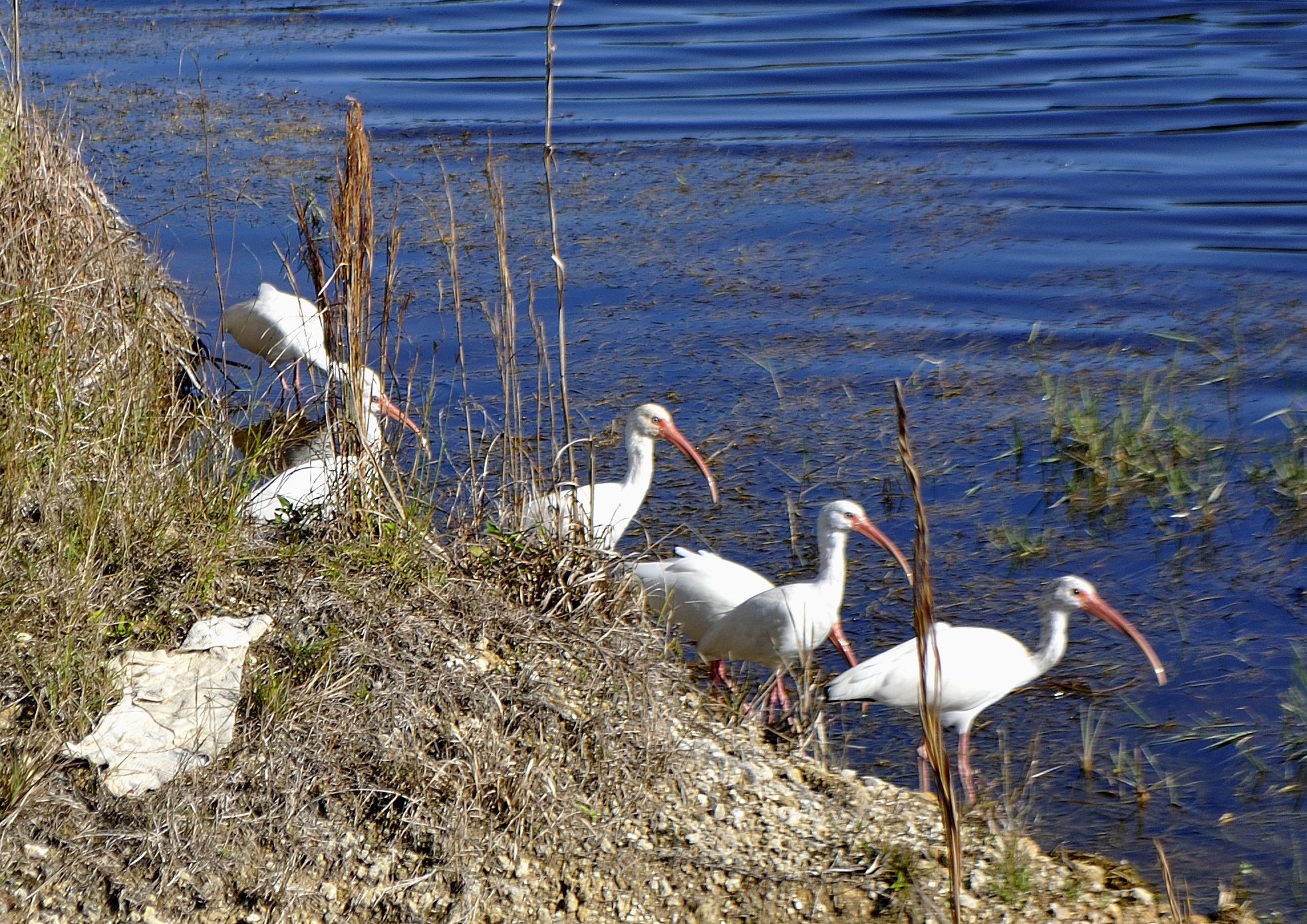 6Ibis.JPG