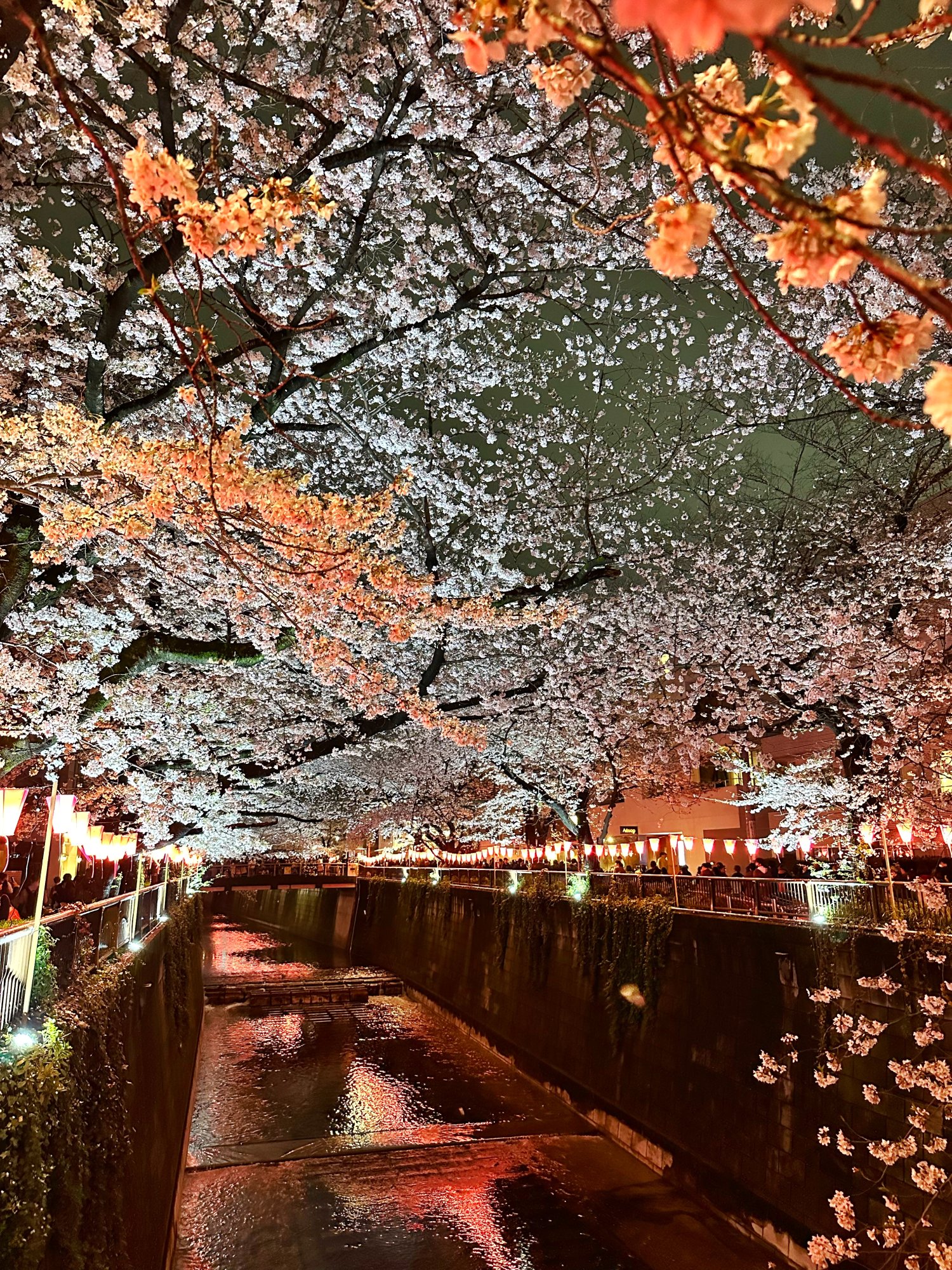 707203EE-B4D2-430C-BEEC-63FF11F1B925.jpeg