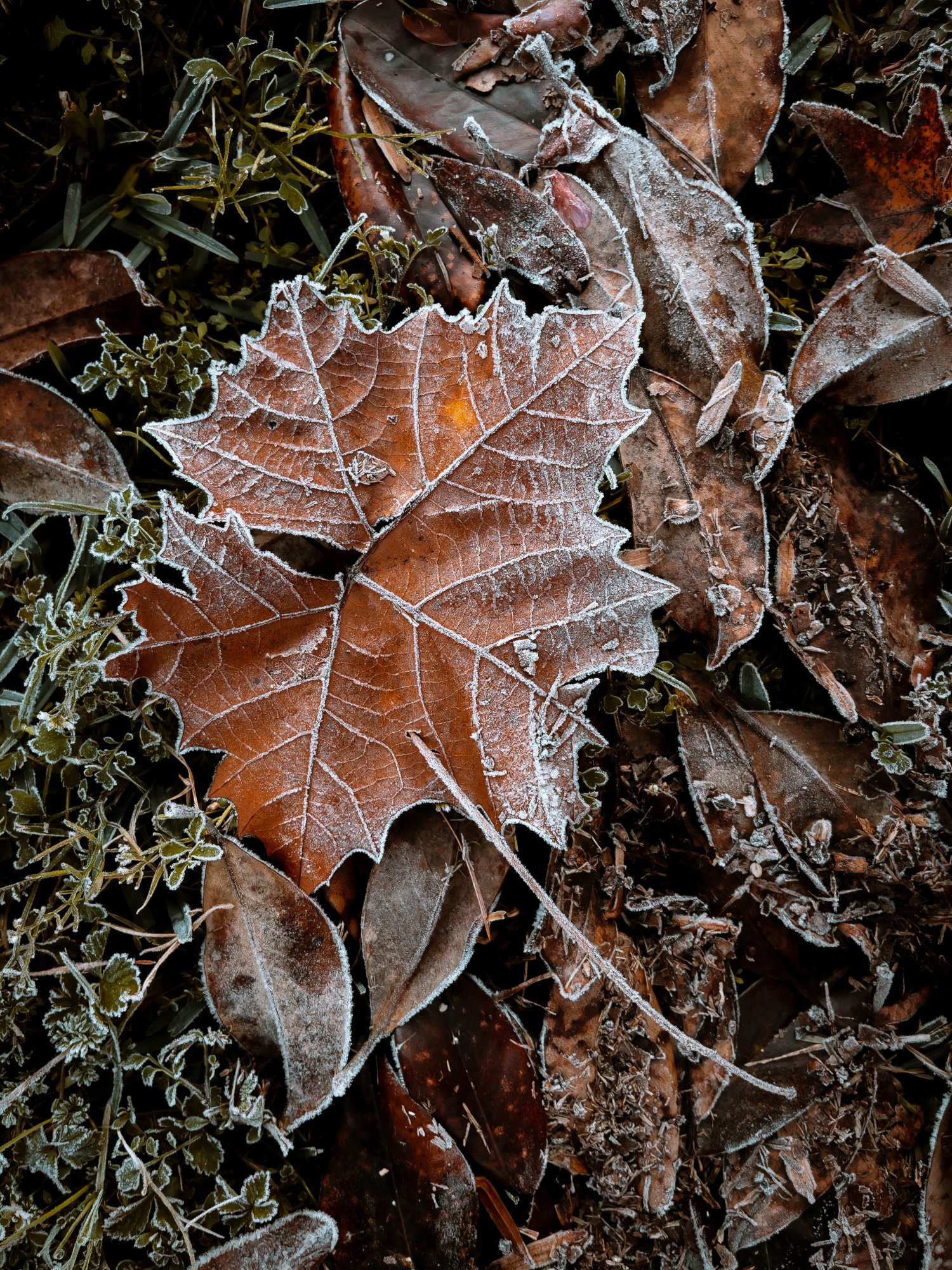 7B0E998B-4134-42BA-9425-A9A13EF85F53.jpeg