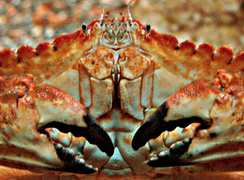 _ Crab-1000.jpg