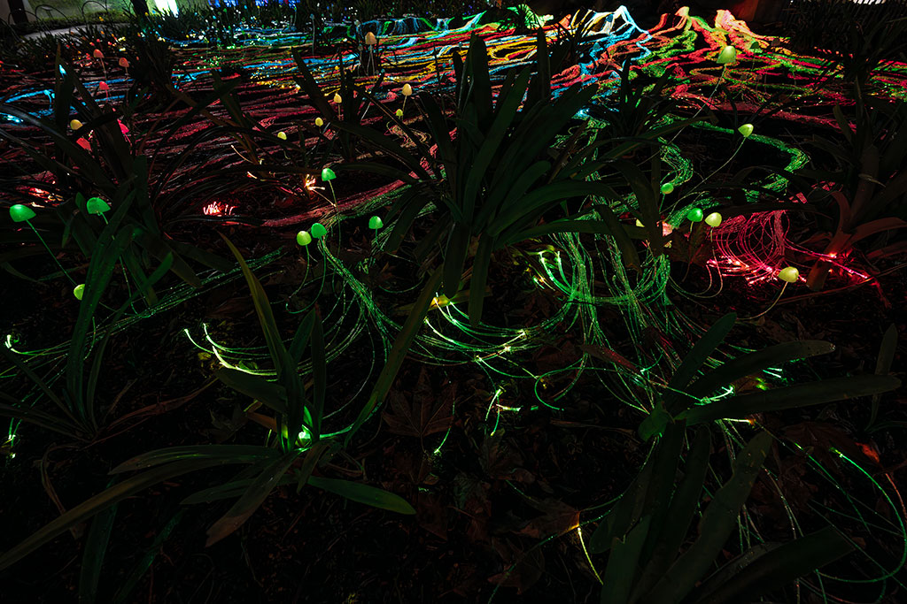 _7RV6221_Illuminate_Adelaide.jpg