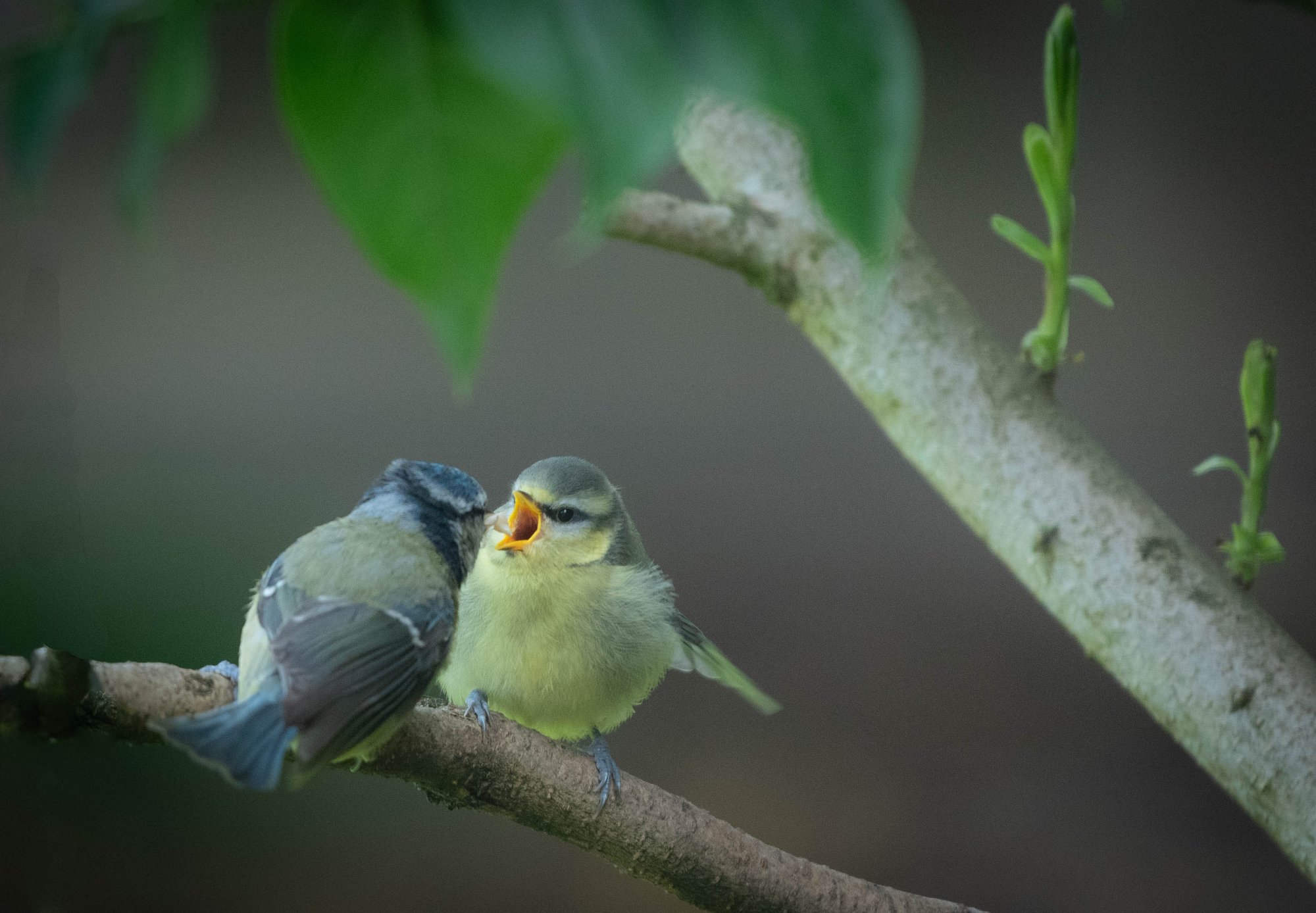 _DSC1889 Blue Tit and Baby.jpg