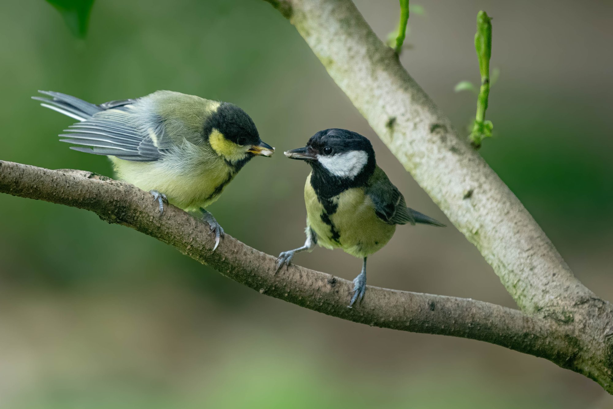 _DSC1912 Great Tit and Baby.jpg