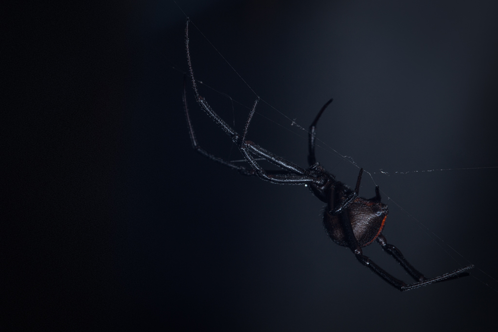 _MG_9830-Edit.jpg _MG_9830-Edit.jpg