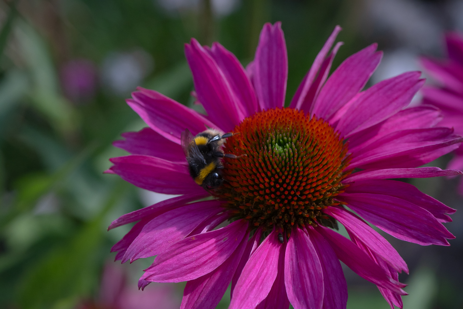 _Z634071.jpg