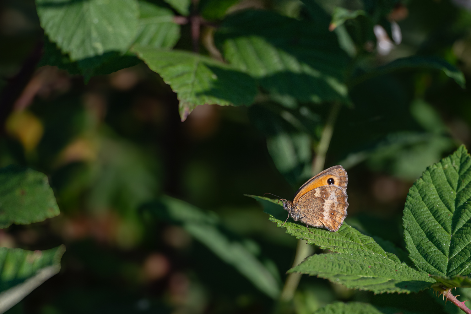 _Z634207.jpg