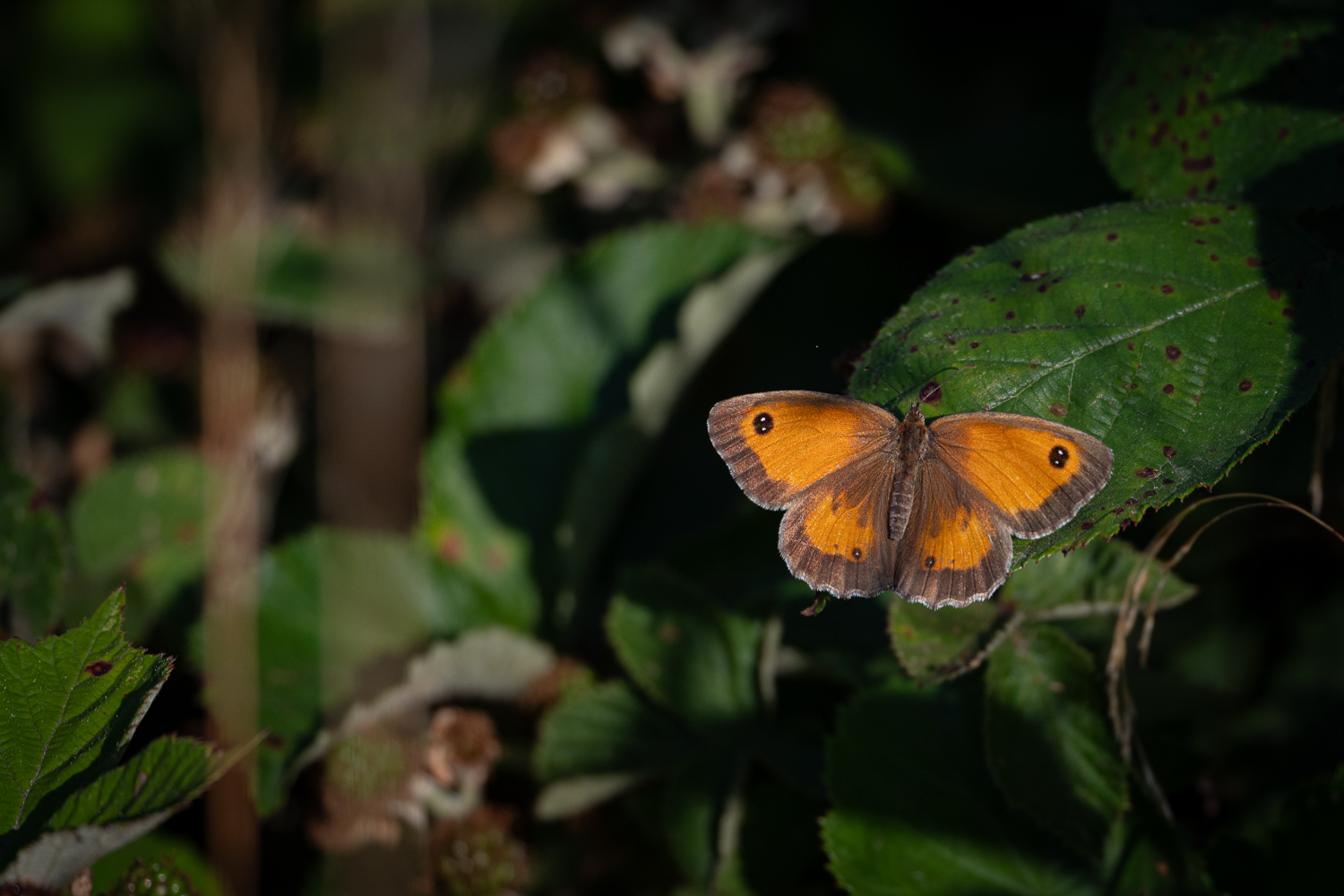 _Z634213-2.jpg