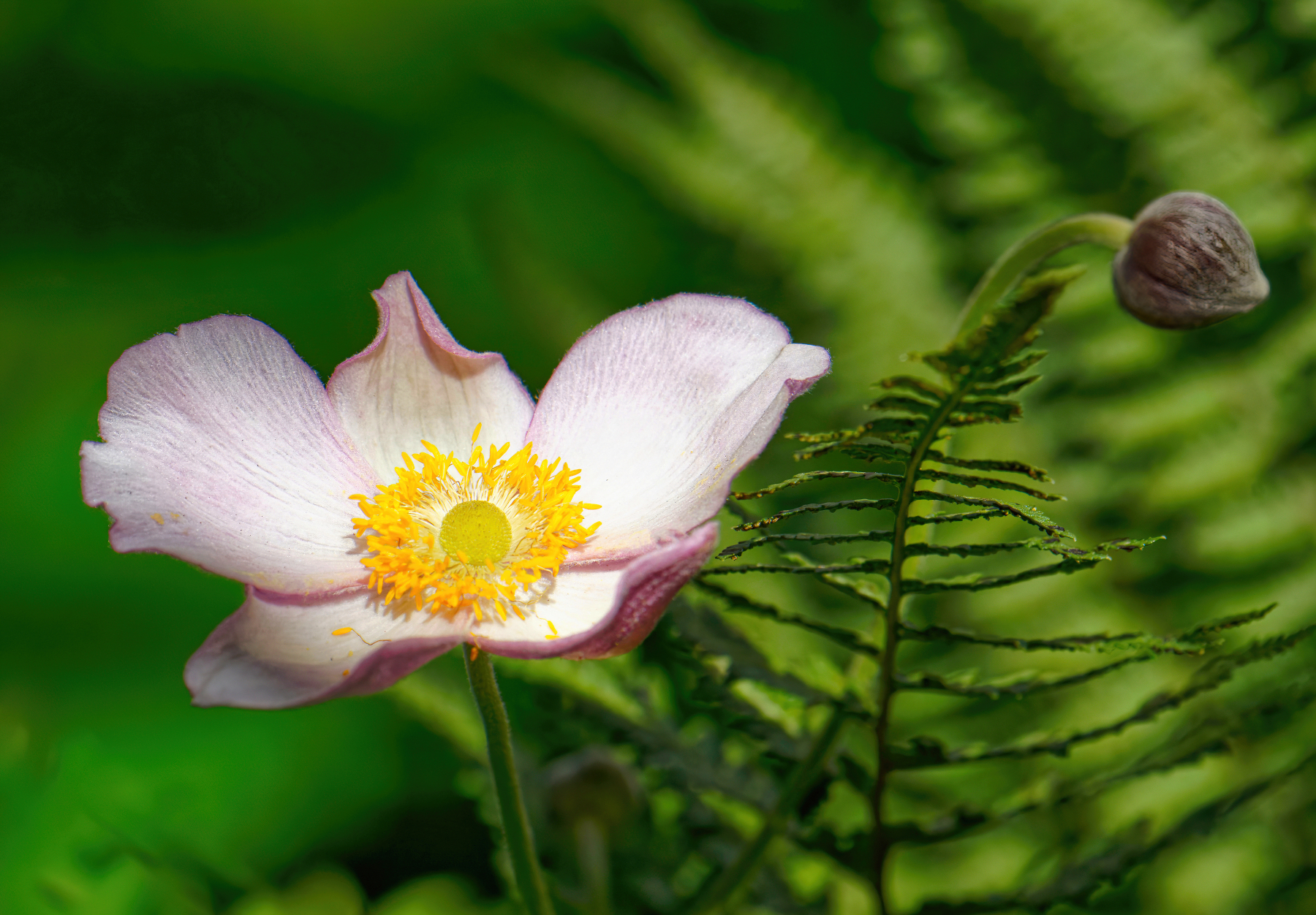 A Blossom and a Bud.jpg