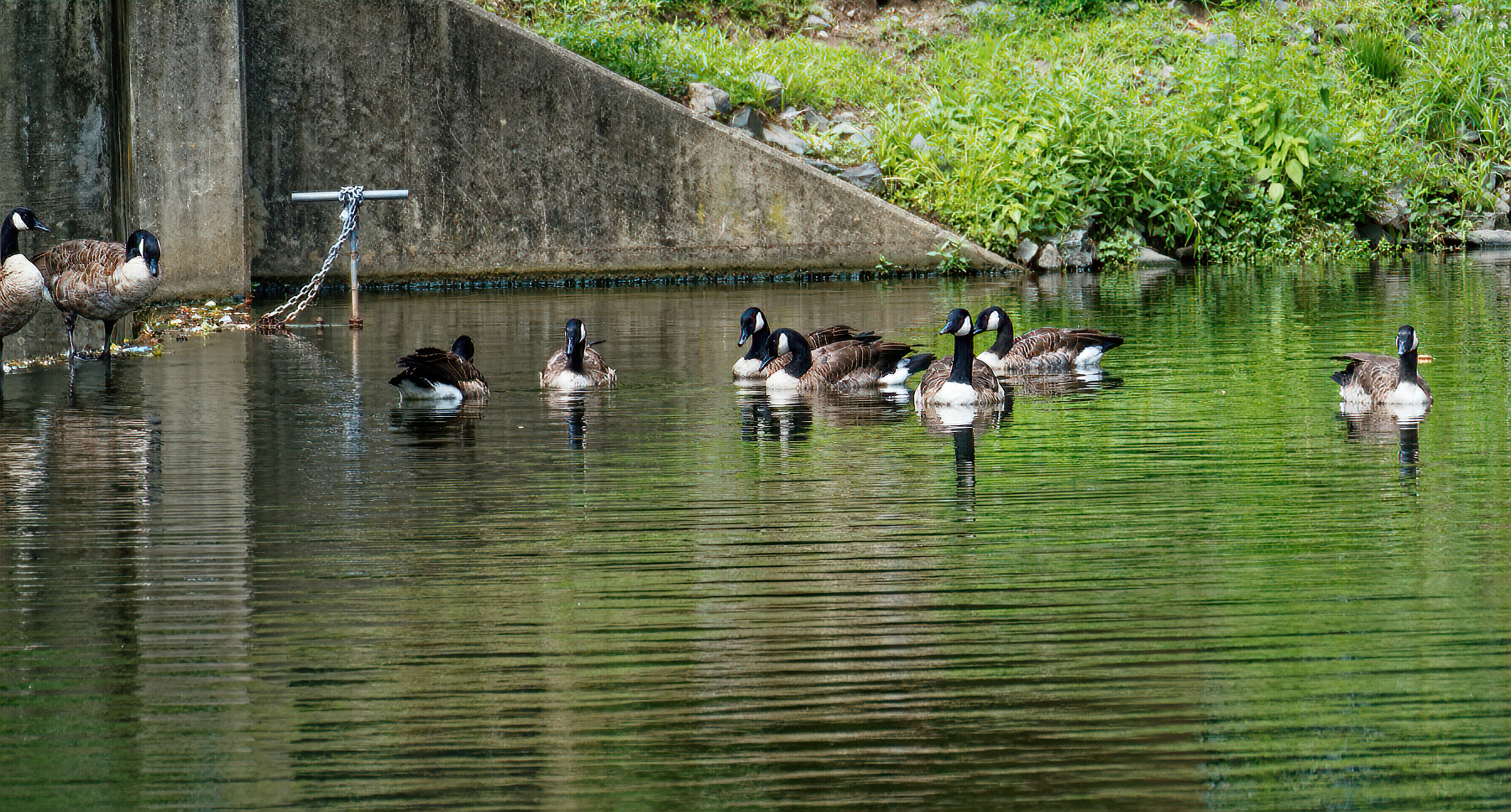 A Gaggle of Geese Just Hanging Out.jpeg