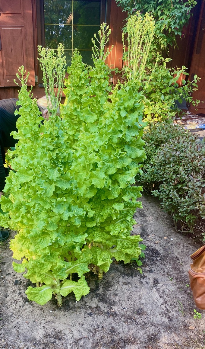 A lettuce tree.jpeg