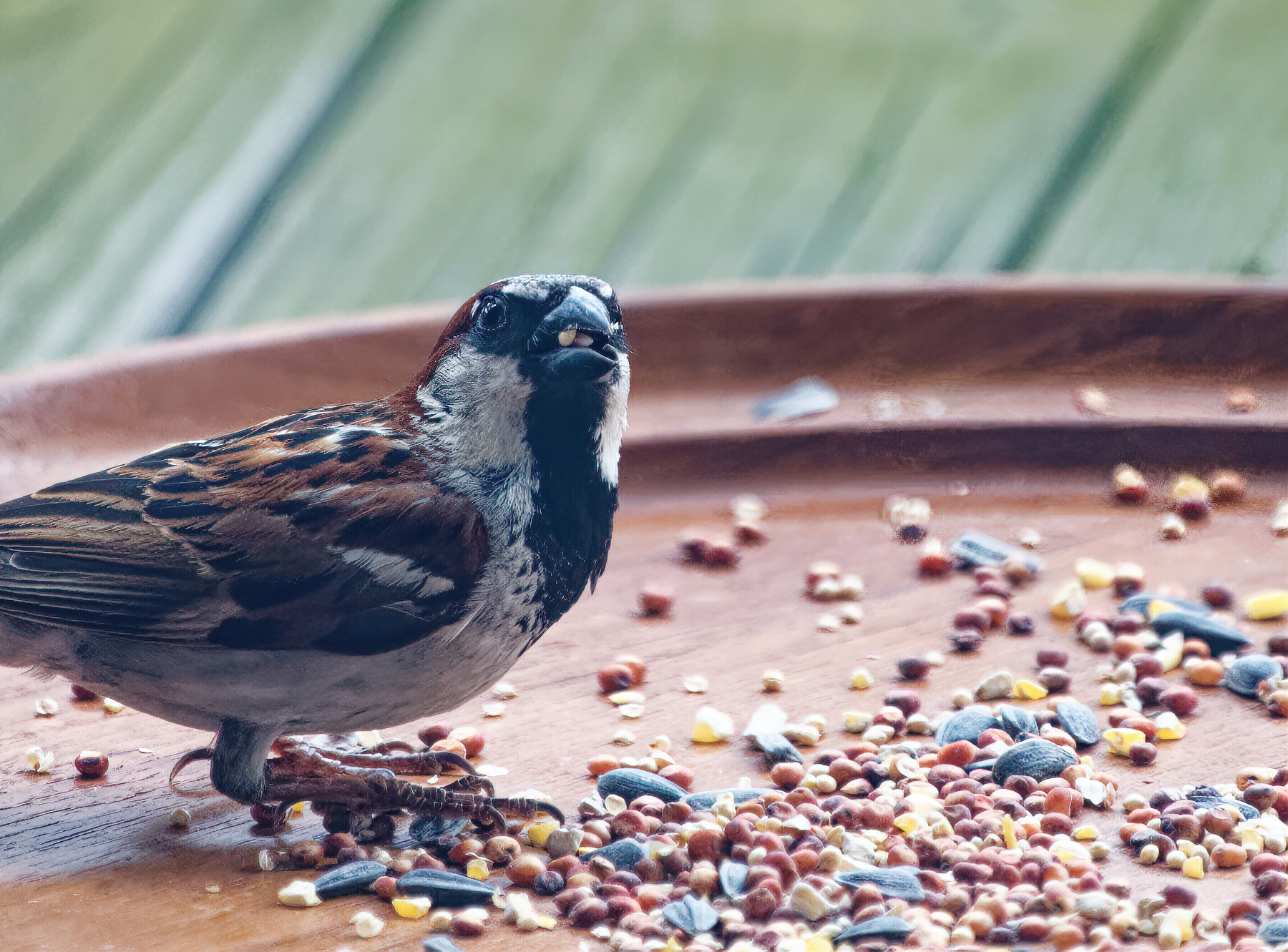 A Mouthful of Seeds.jpeg