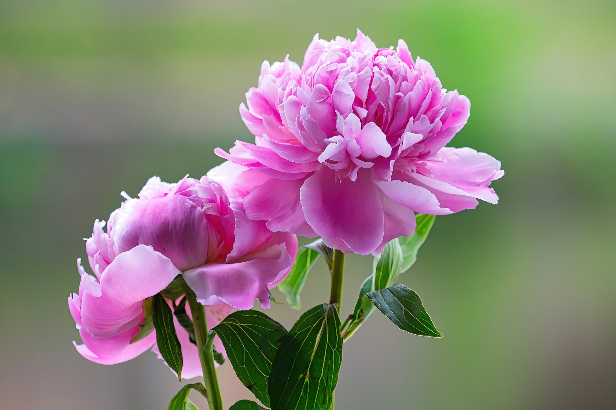 A Pair of Peonies.jpg