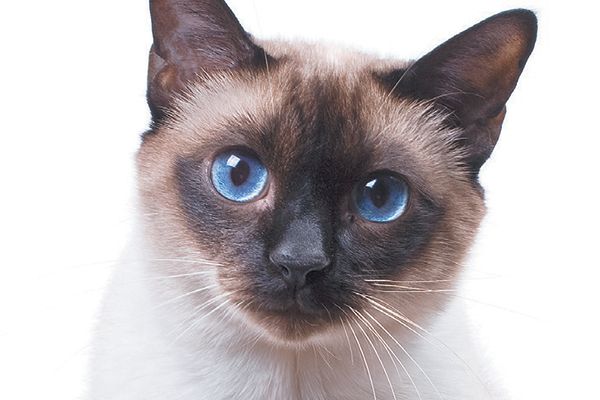 A-Siamese-cat.jpg.optimal.jpg