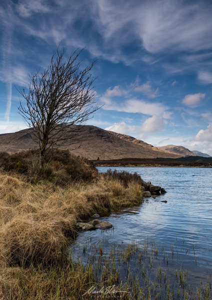 A Tree With A View small PL.jpg