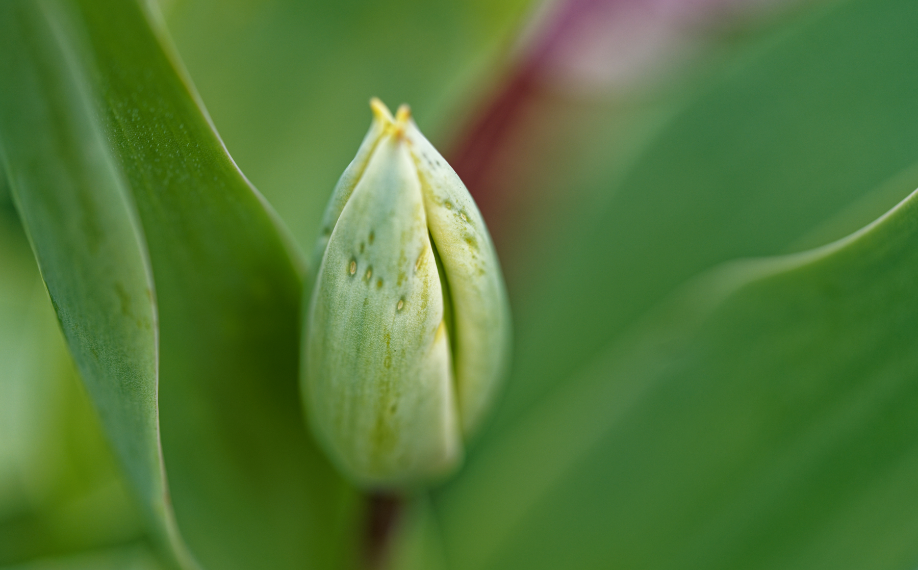 A Tulip on the Way.jpg