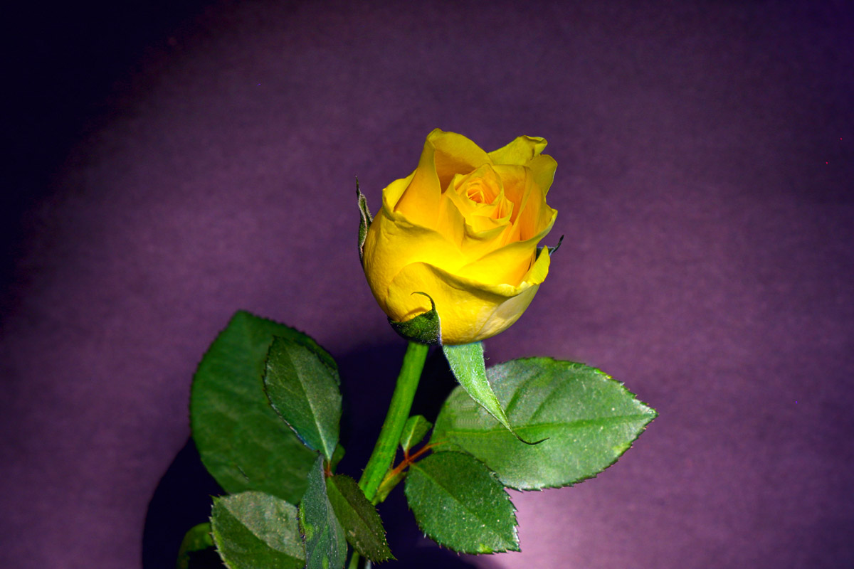 A Yellow Rose copy.jpg