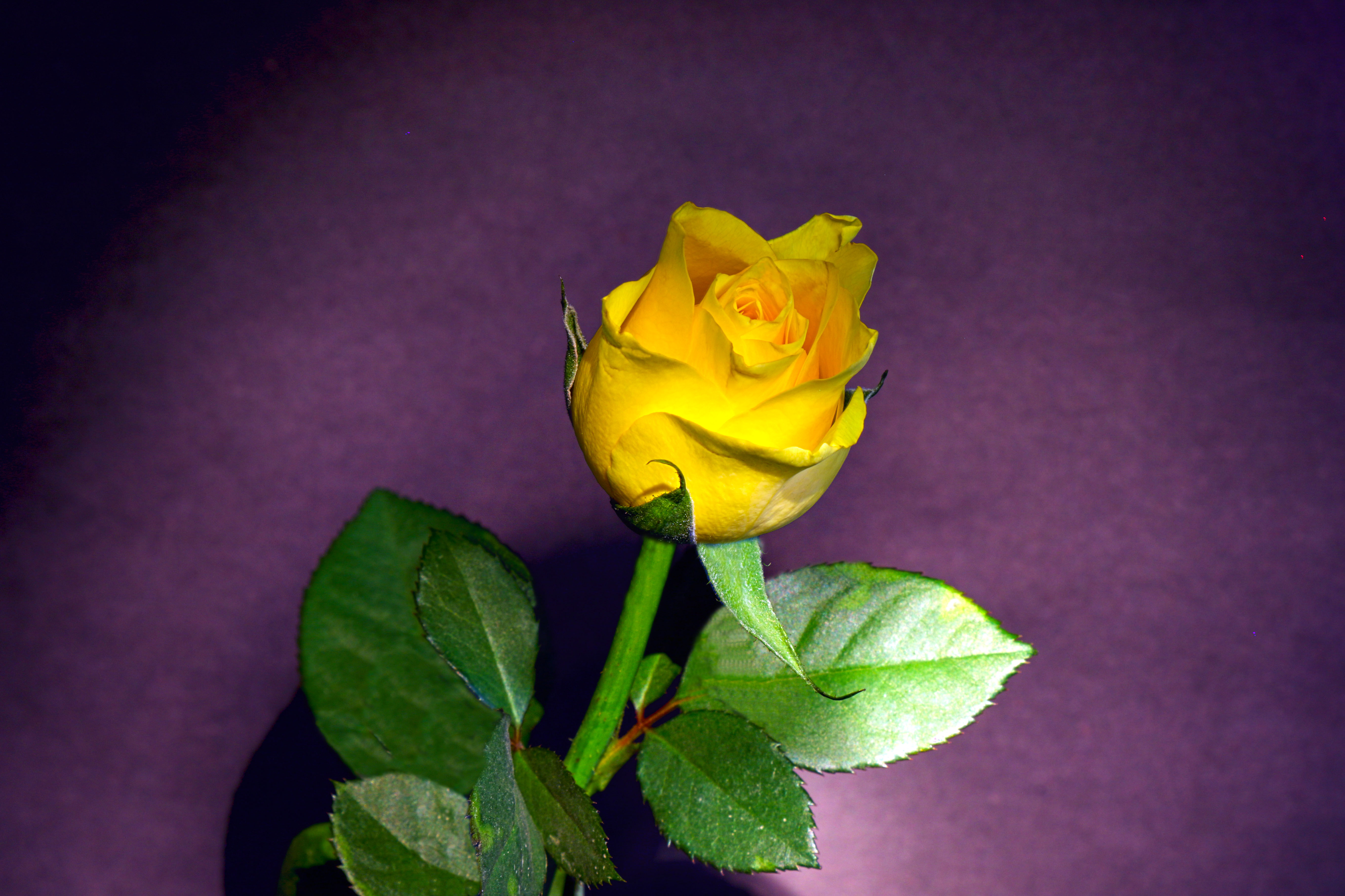 A Yellow Rose.jpg