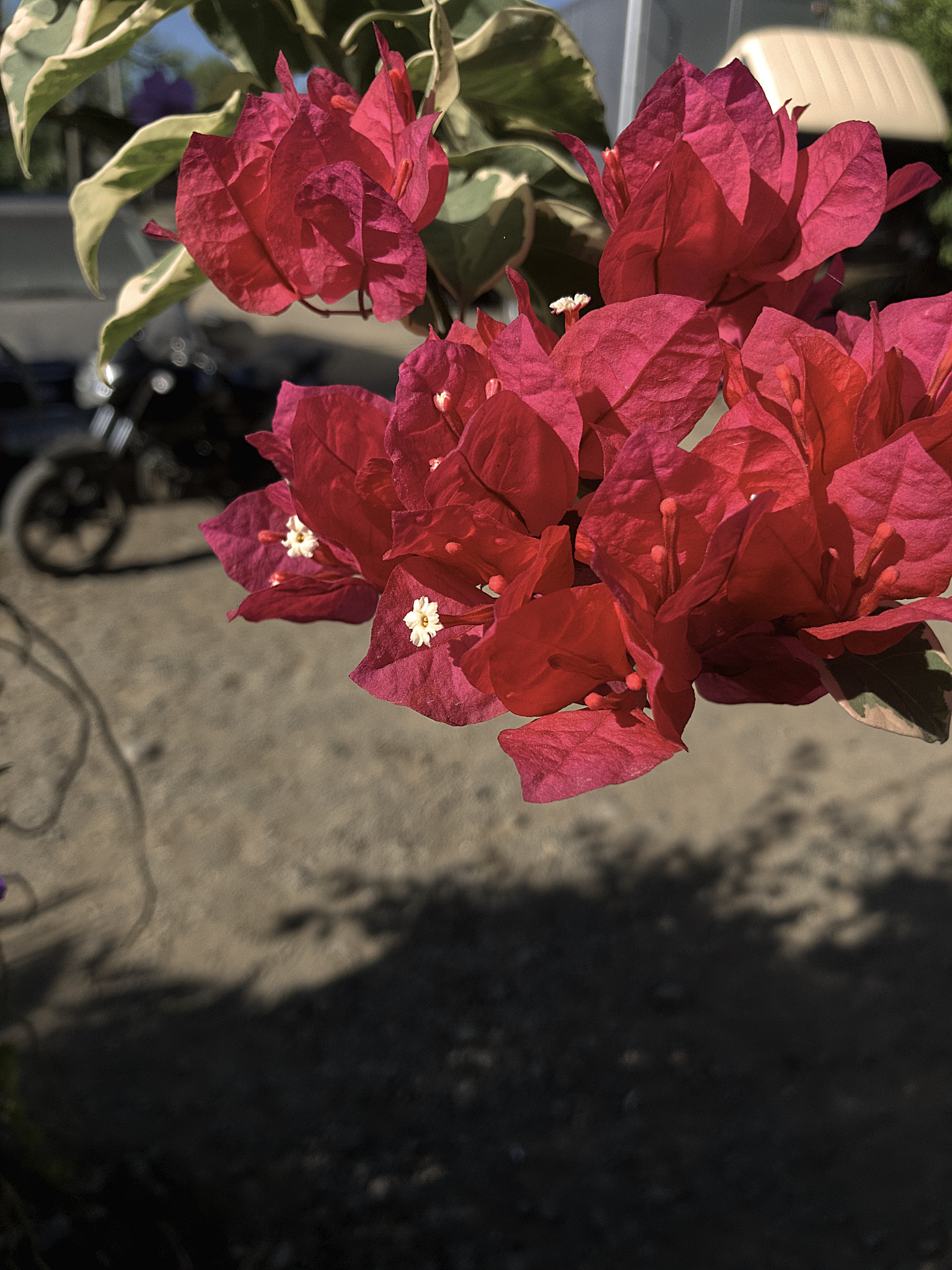 A0639D71-5E53-4122-8E6C-2A31321A2791.jpeg