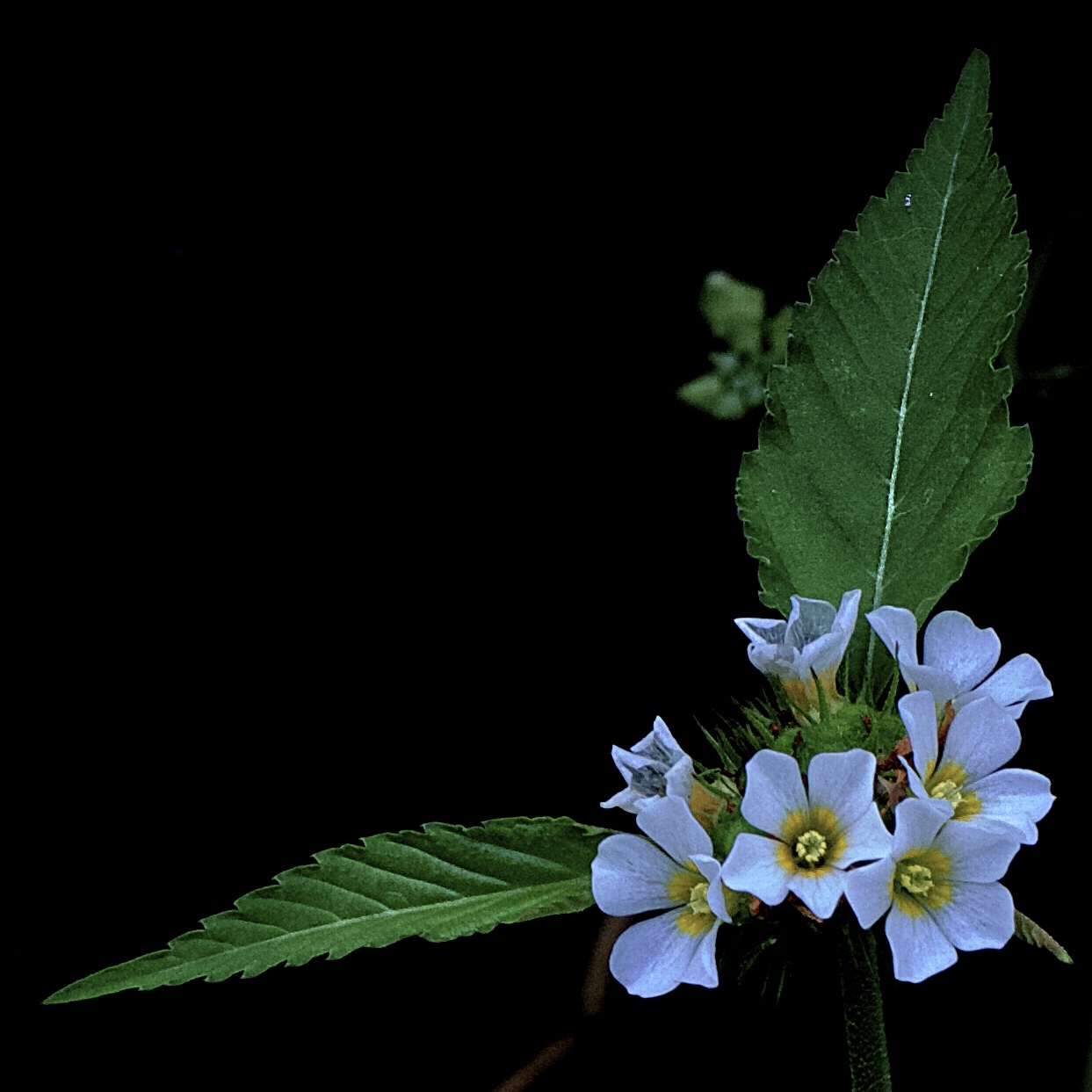AAB60D79-C8C9-403D-8626-430594C6D336.jpeg