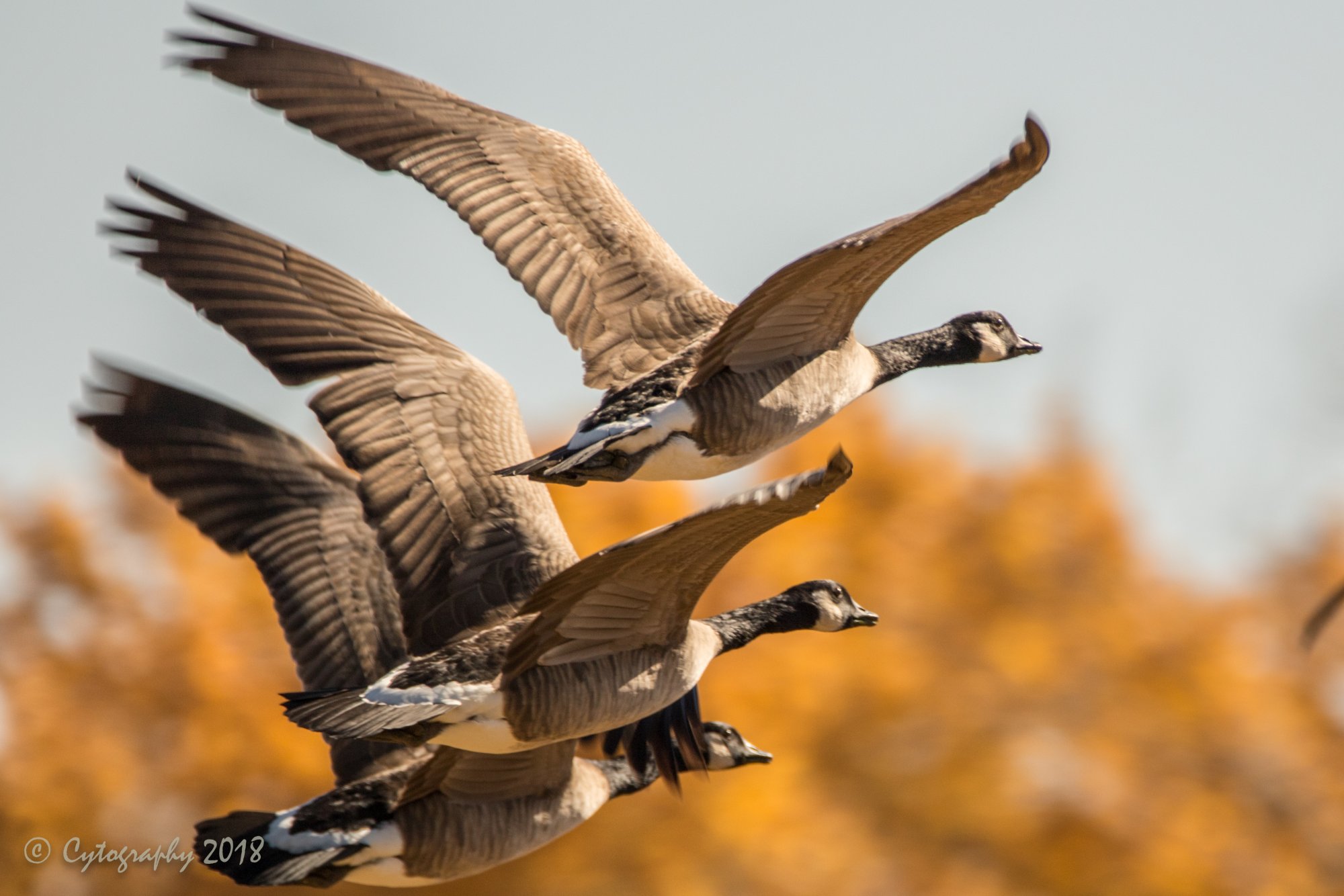 Abq Open Spaces Nov 2016-1.jpg