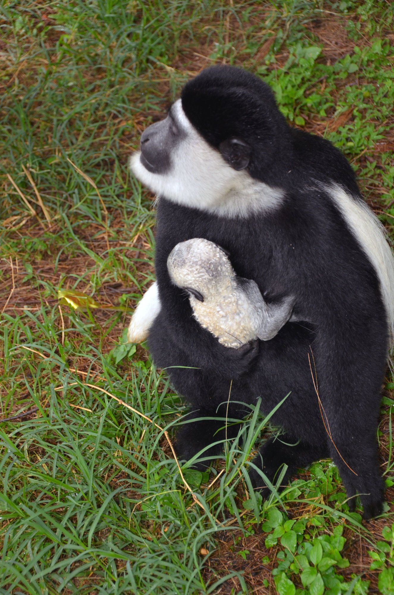 Abyssinian-colobus-mother-and-baby.jpg