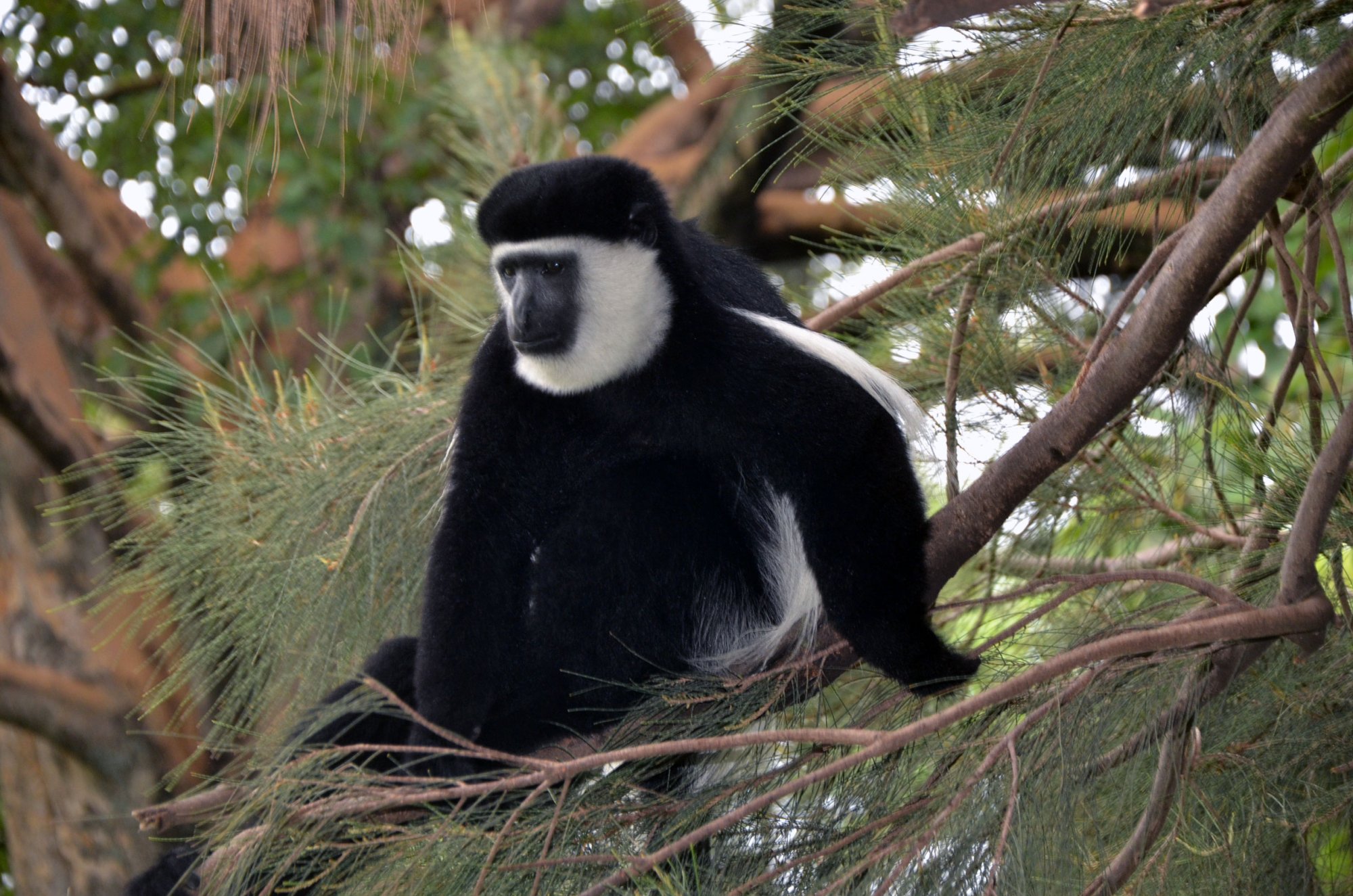 Abyssinian-colobus2.jpg