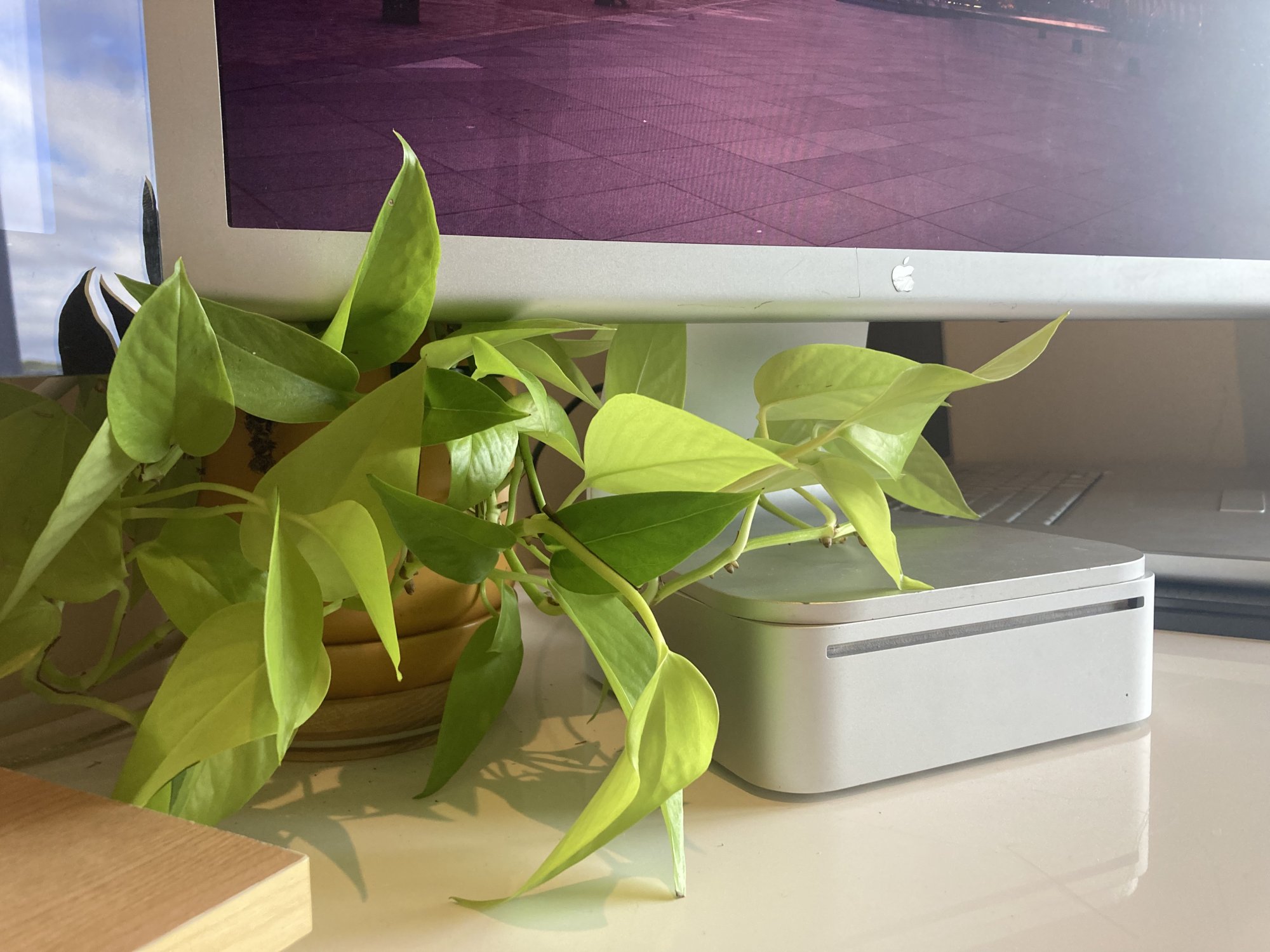 ACD Plant.jpg