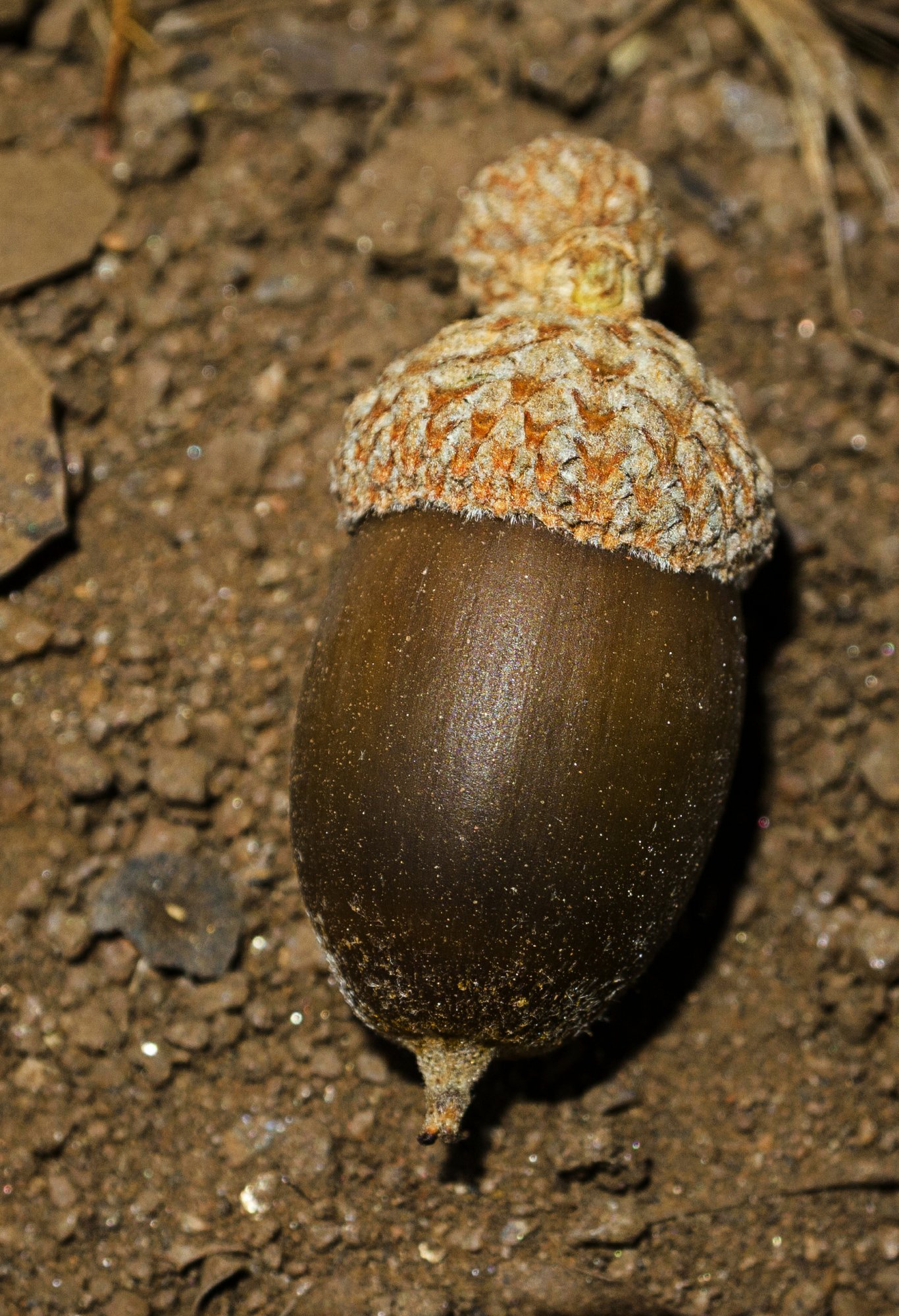 acorn 8.14.22 crop x2.jpg