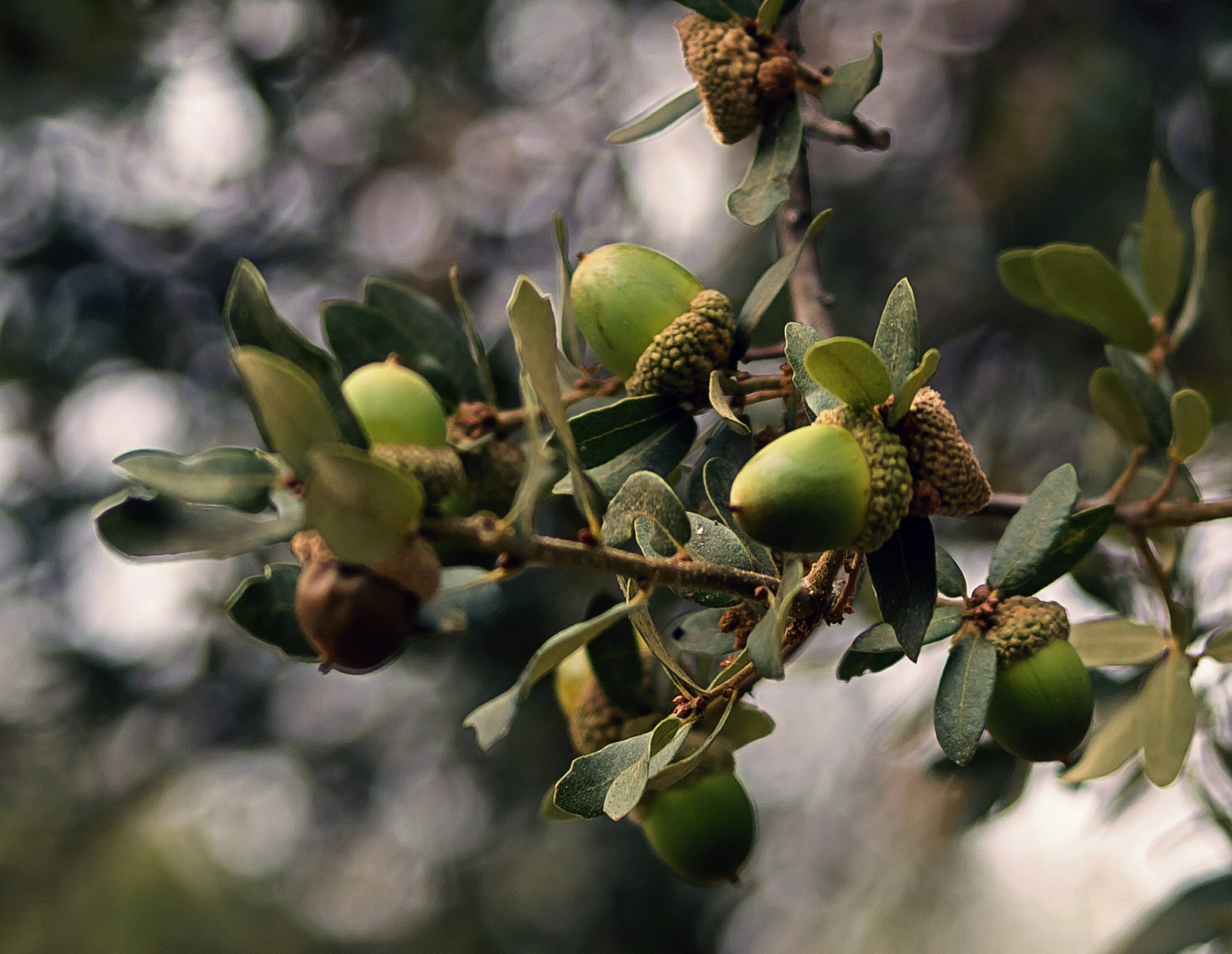 acorns on tree 1644 9.8.22 x2.jpg