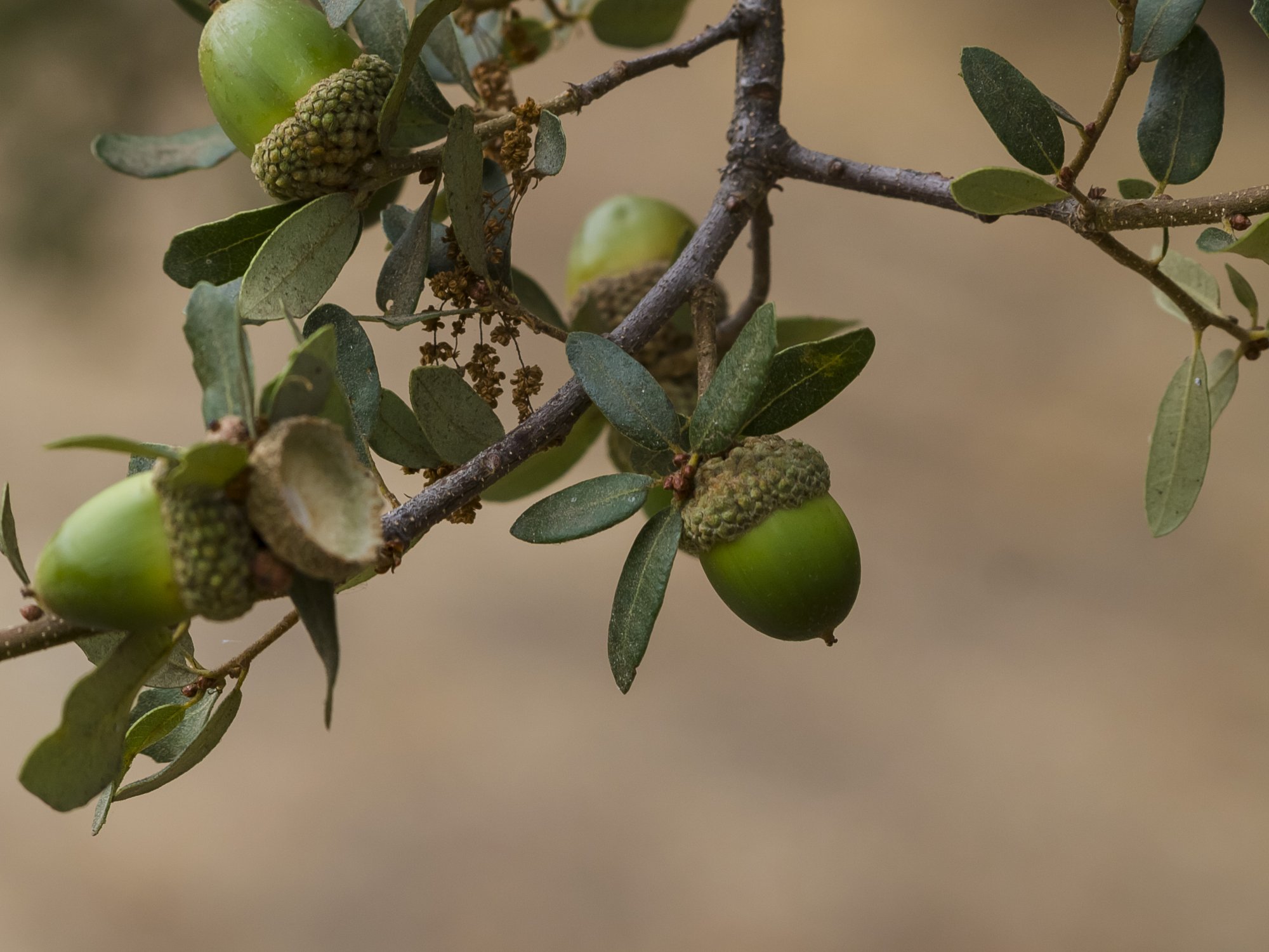 acorns on tree 1646 9.8.22.jpg