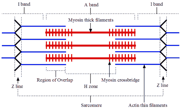 ActinMyosin.gif