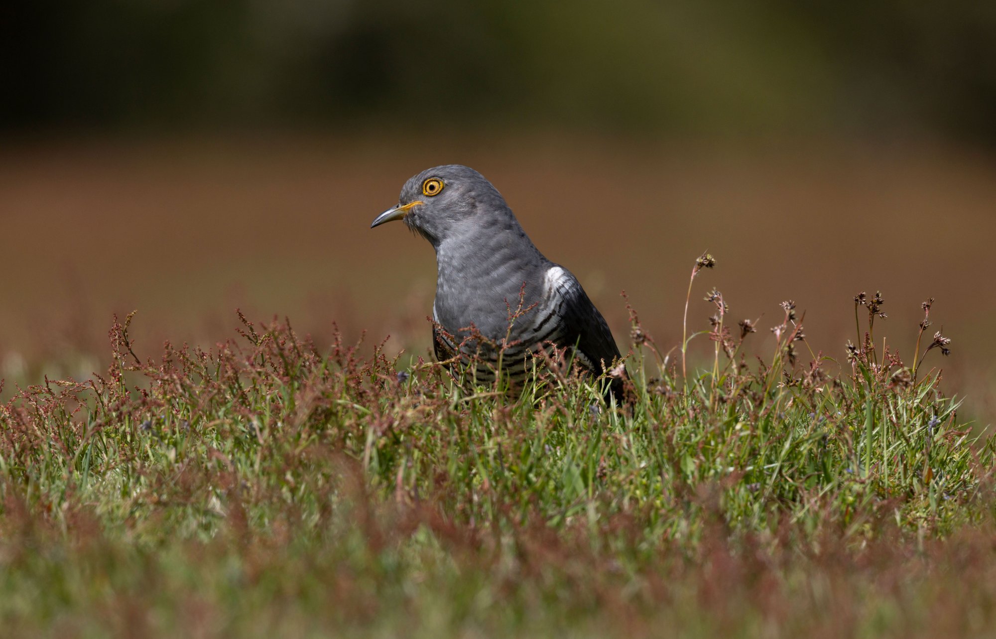 ADEC0490-Cuckoo.jpg